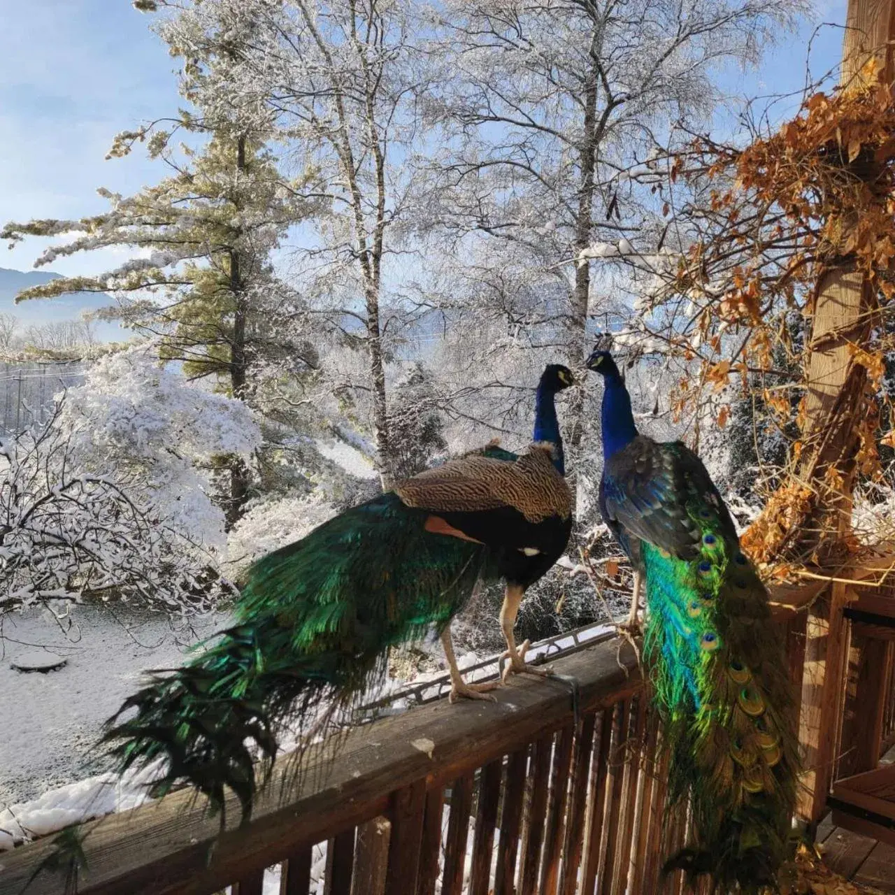 Queen Room - single occupancy in BioAgriturismo Vegan Campo di Cielo Queen Room - single occupancy in BioAgriturismo Vegan Campo di Cielo