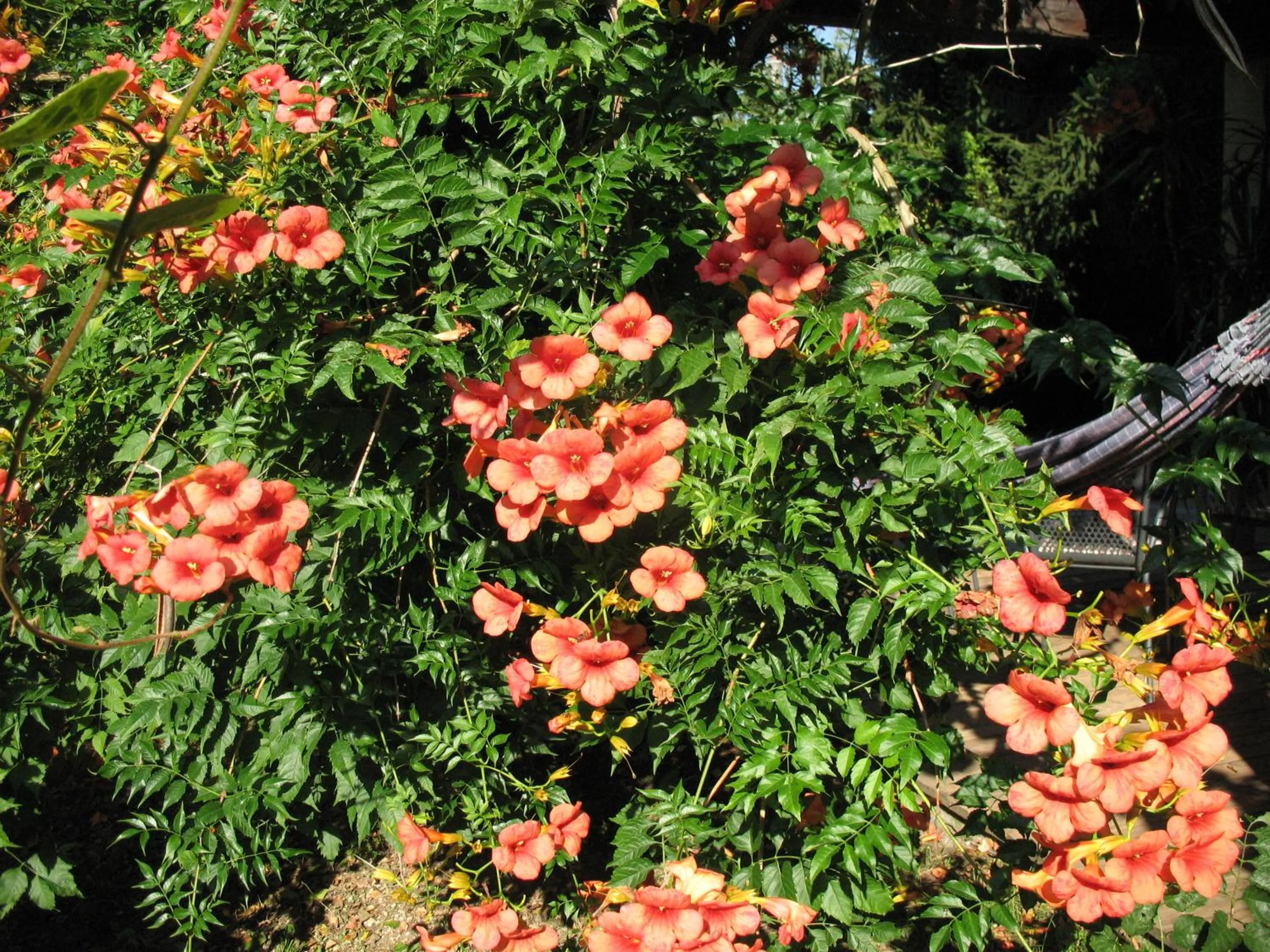 Decorative detail in BioAgriturismo Vegan Campo di Cielo