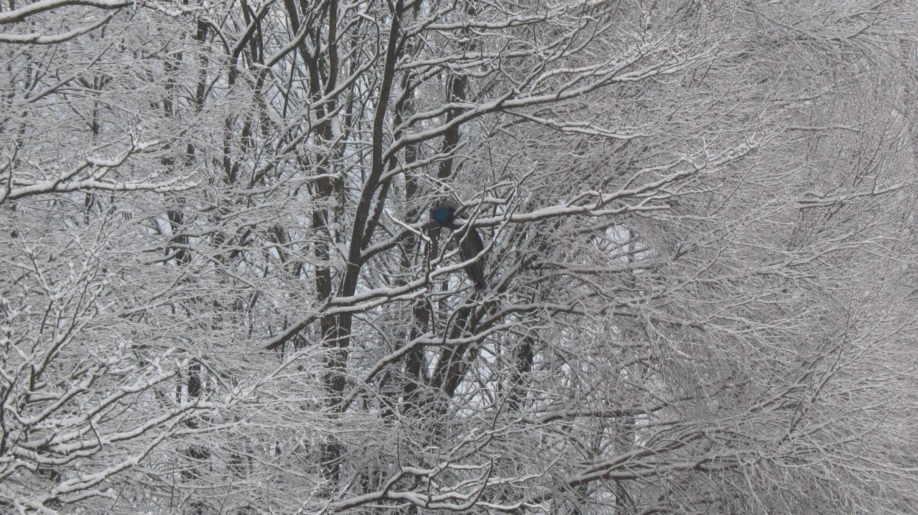 Pets in BioAgriturismo Vegan Campo di Cielo
