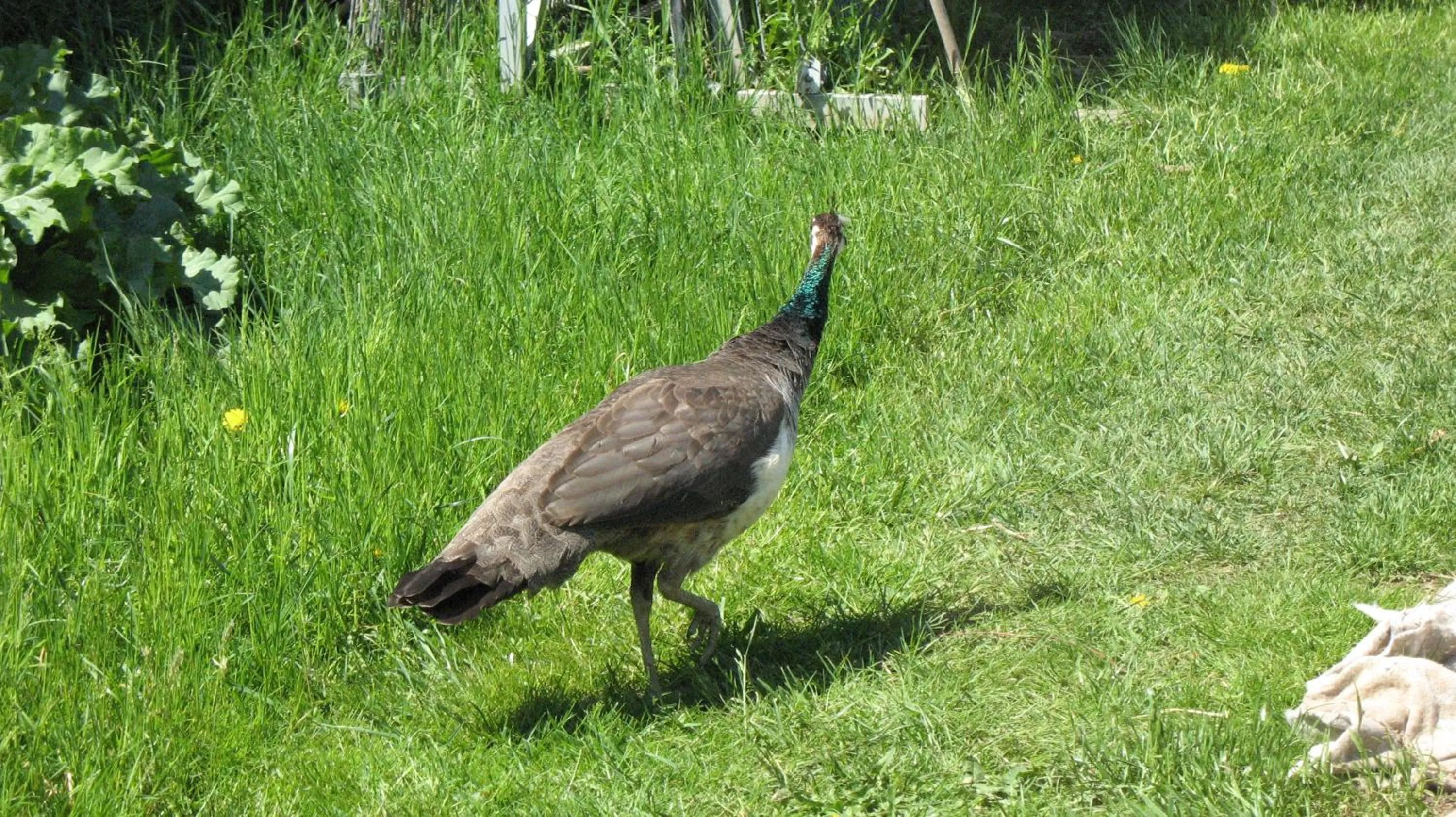 Pets in BioAgriturismo Vegan Campo di Cielo