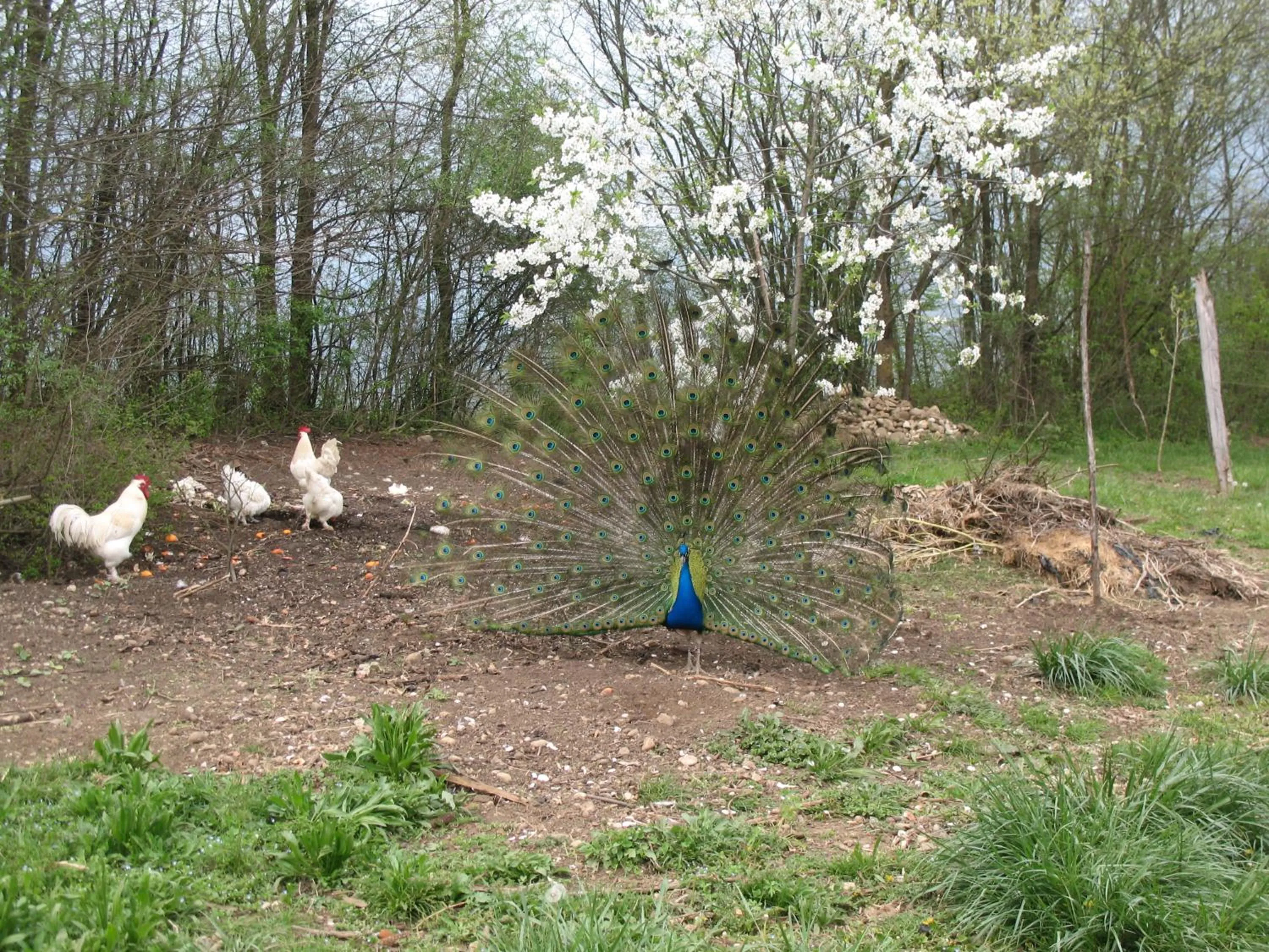 Pets in BioAgriturismo Vegan Campo di Cielo