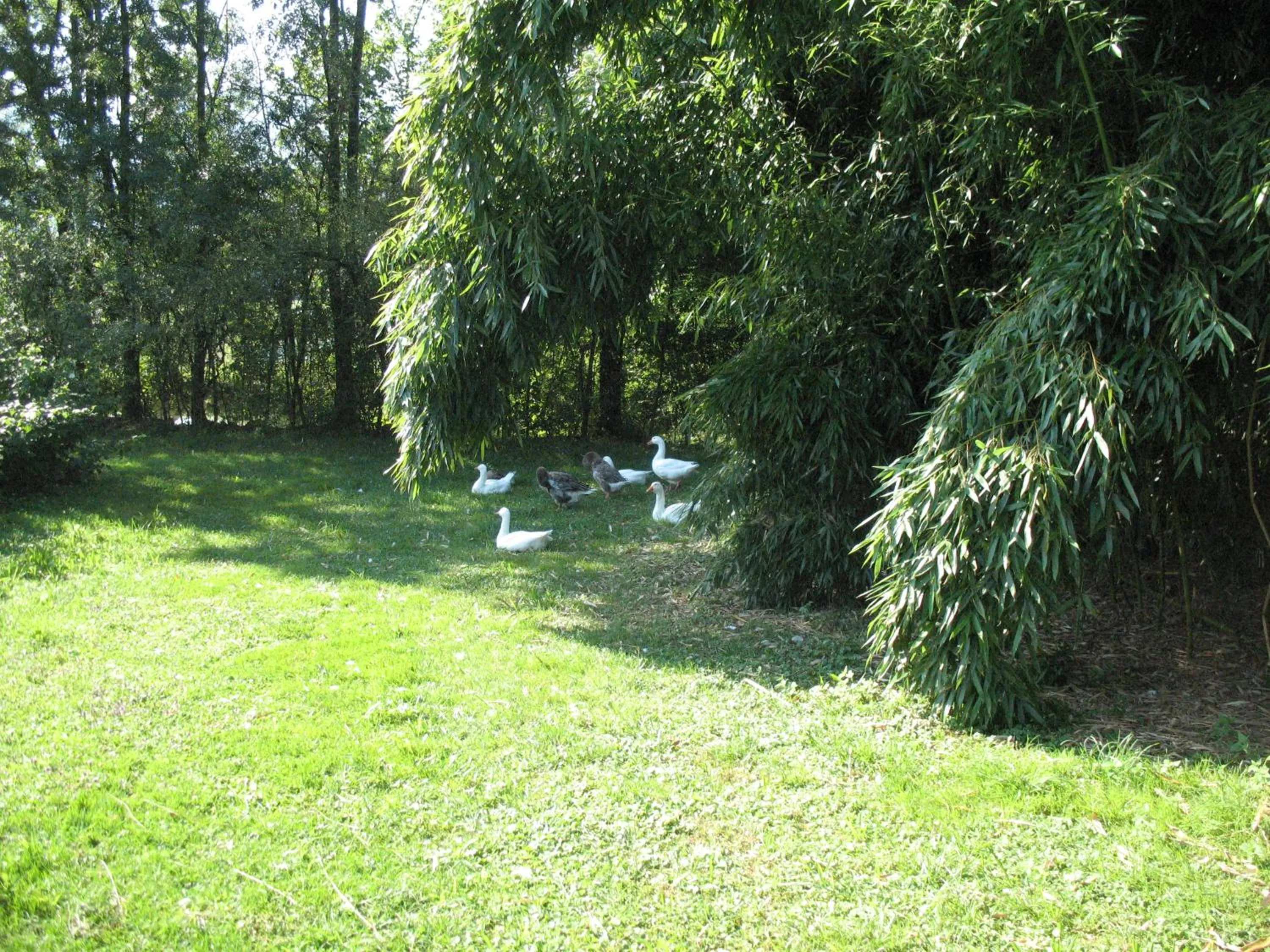 Pets in BioAgriturismo Vegan Campo di Cielo