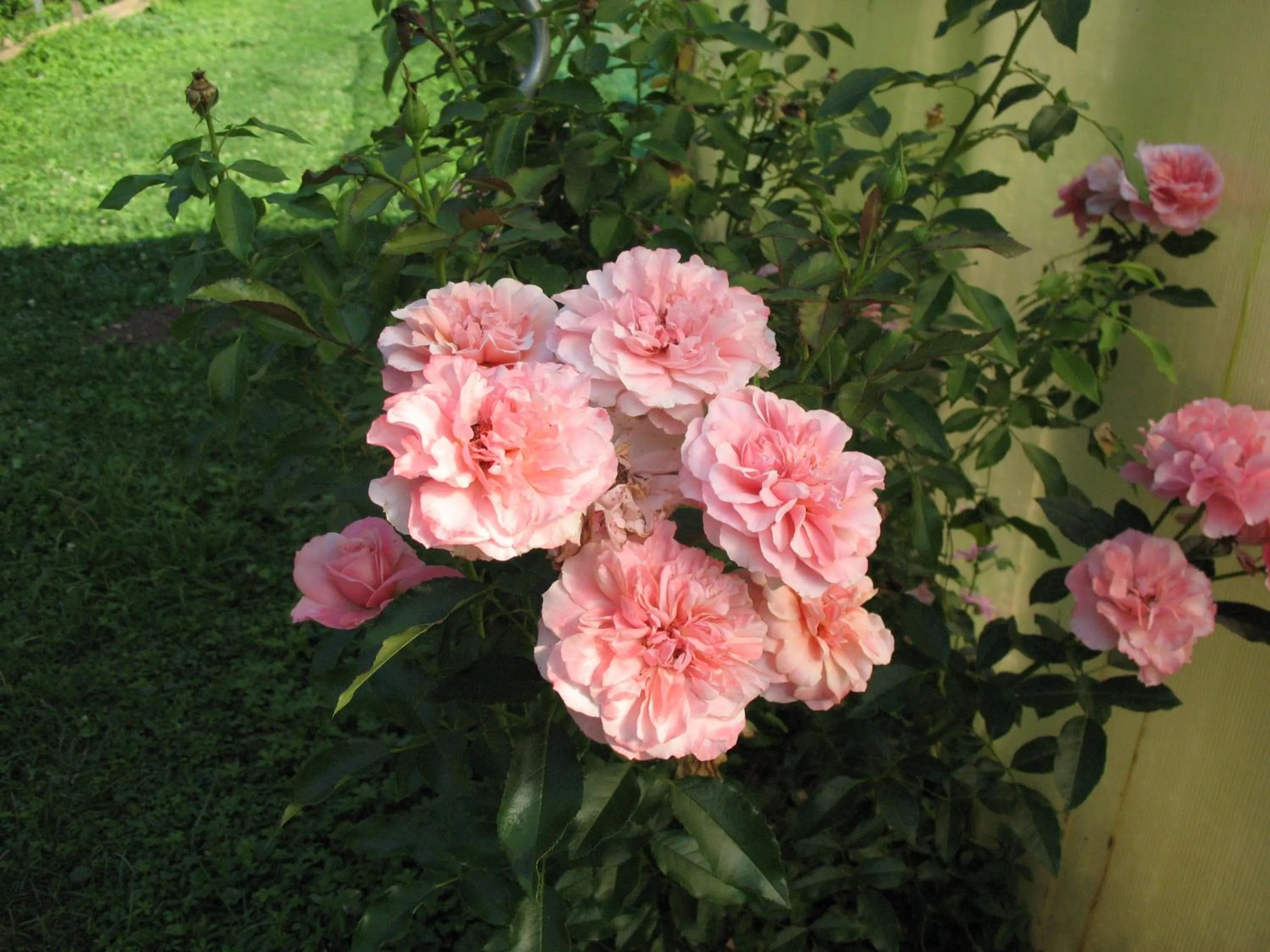 Decorative detail in BioAgriturismo Vegan Campo di Cielo