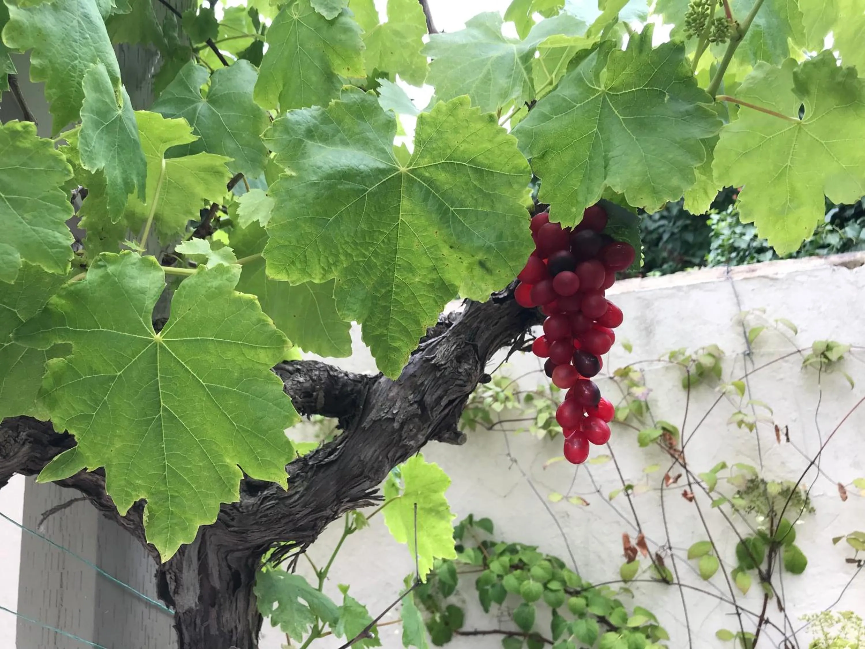 Property building in Old Thatch Bambers Green