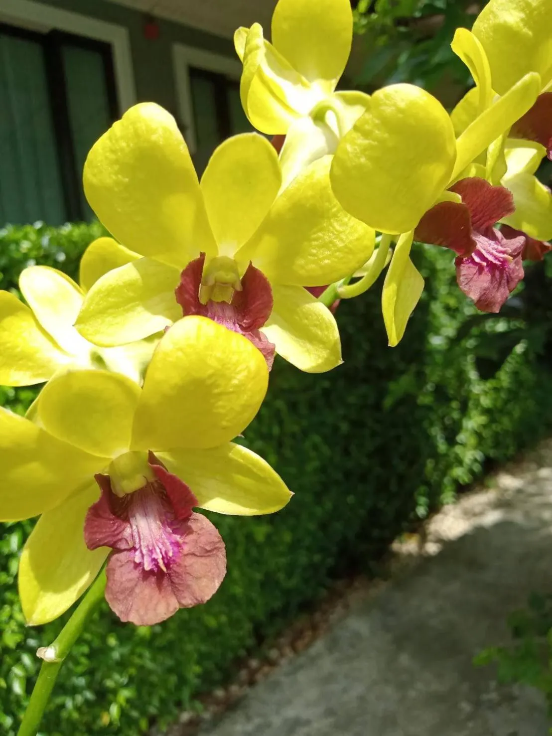 Property building in Blue Orchid Beach Krabi - SHA Certified