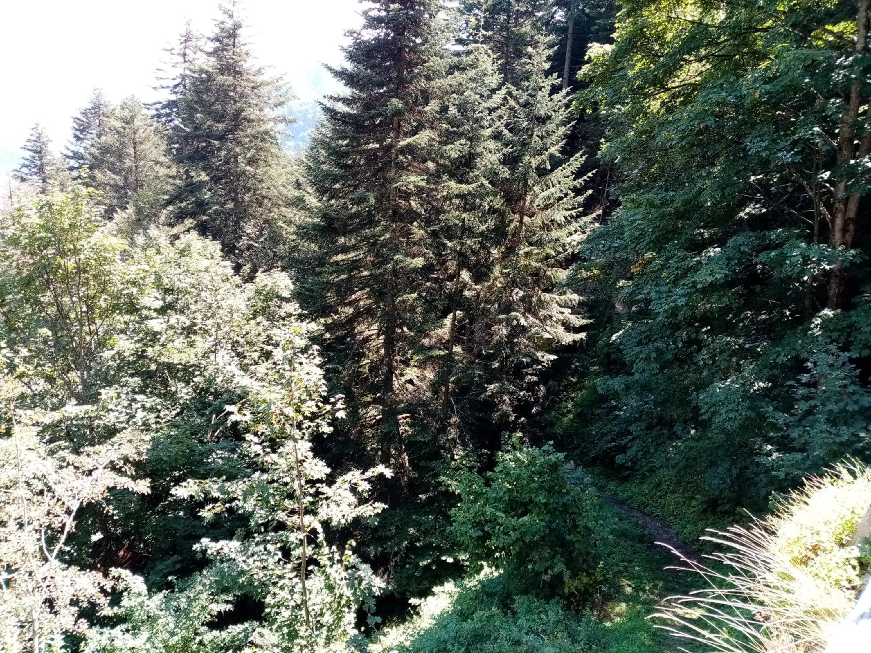 Spring in Casa Rimasco