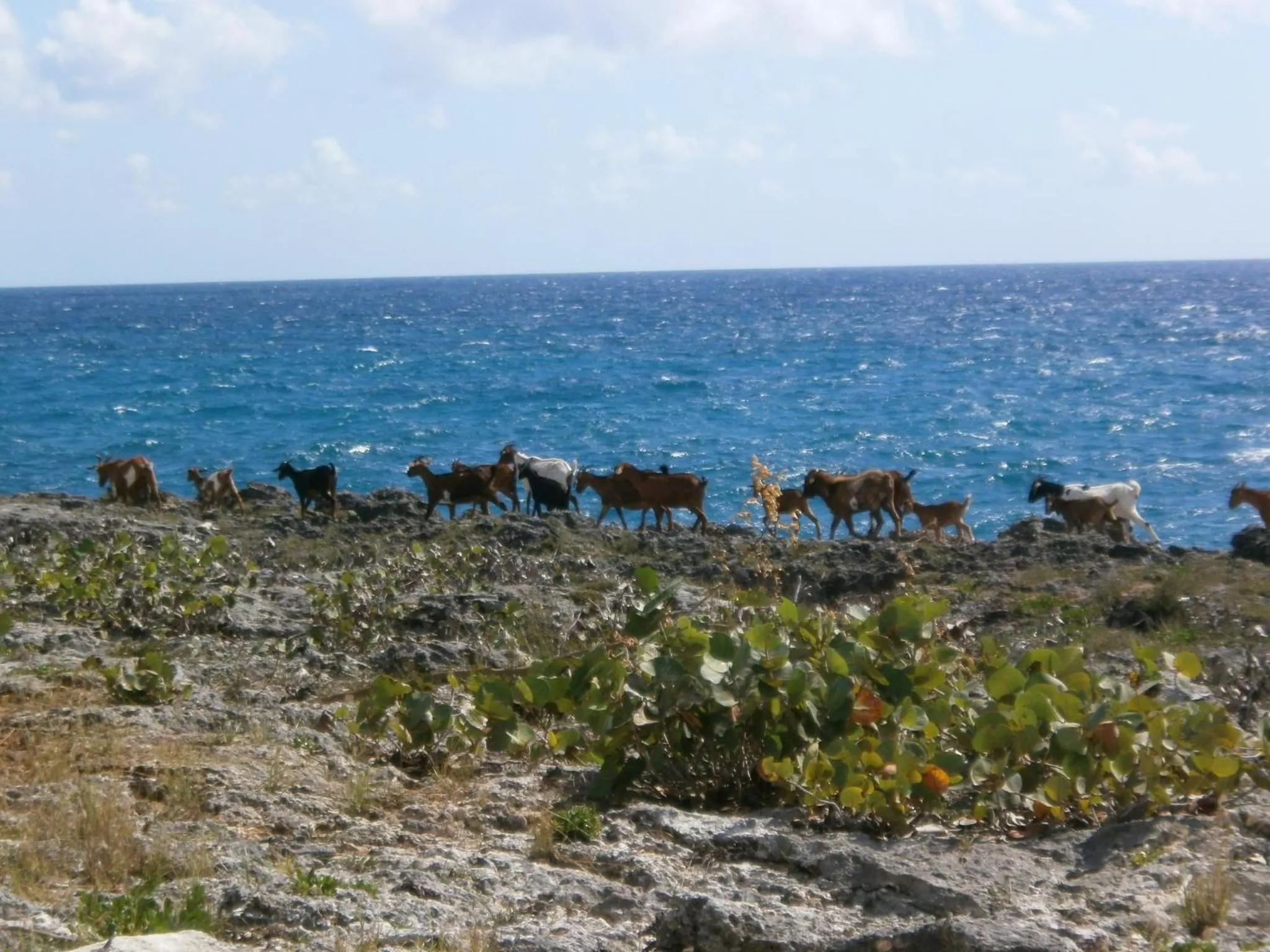 Patio in Guesthouse Villa La Isla