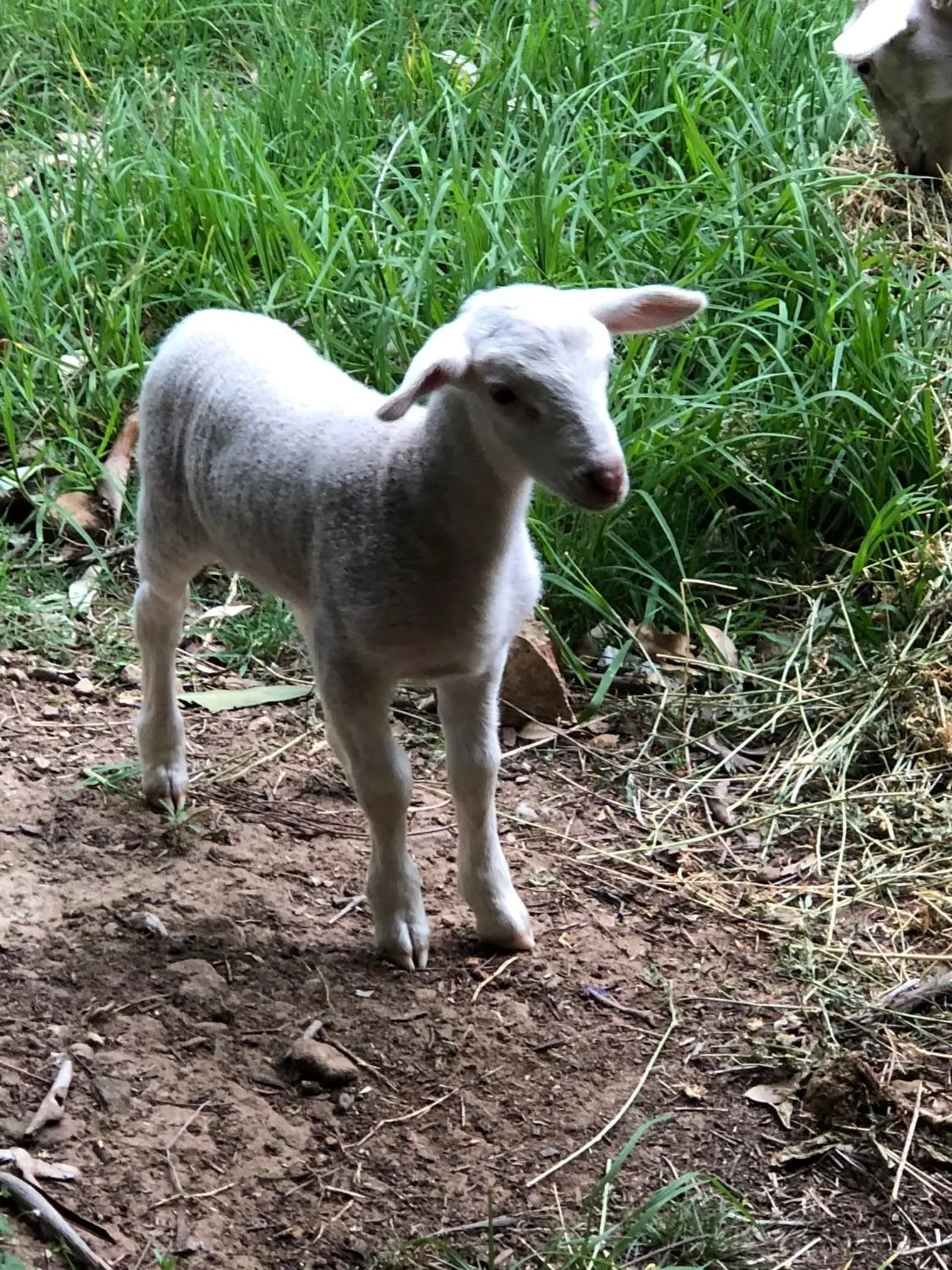 The Willows at Kurrajong