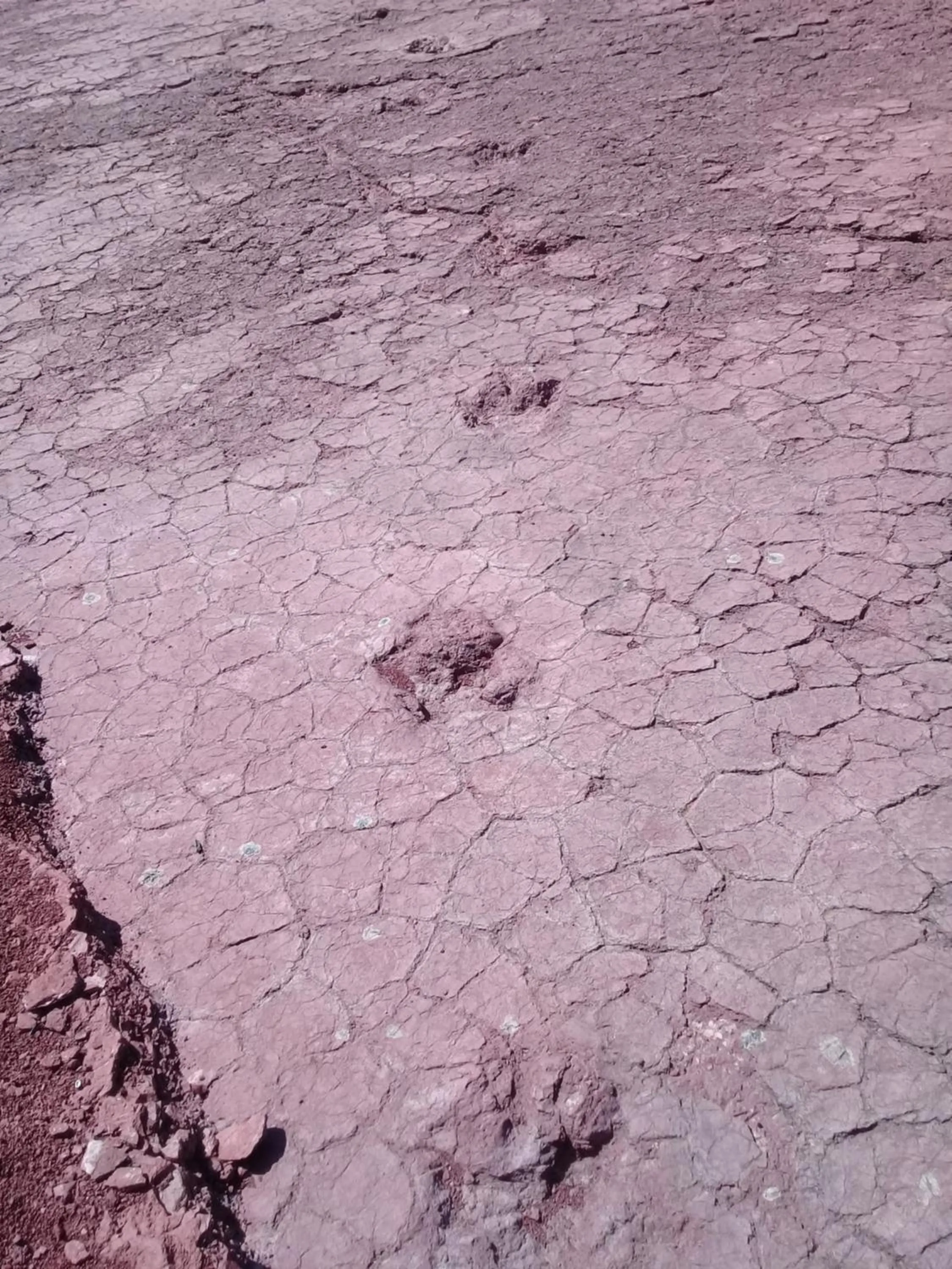 Auberge Restaurant Les Coquelicots