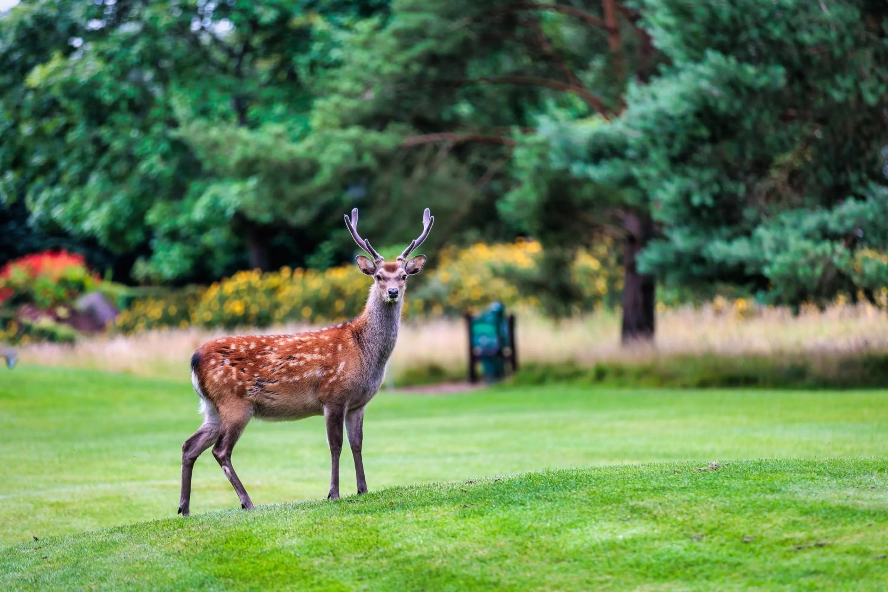 Golfcourse in Tulfarris Hotel and Golf Resort