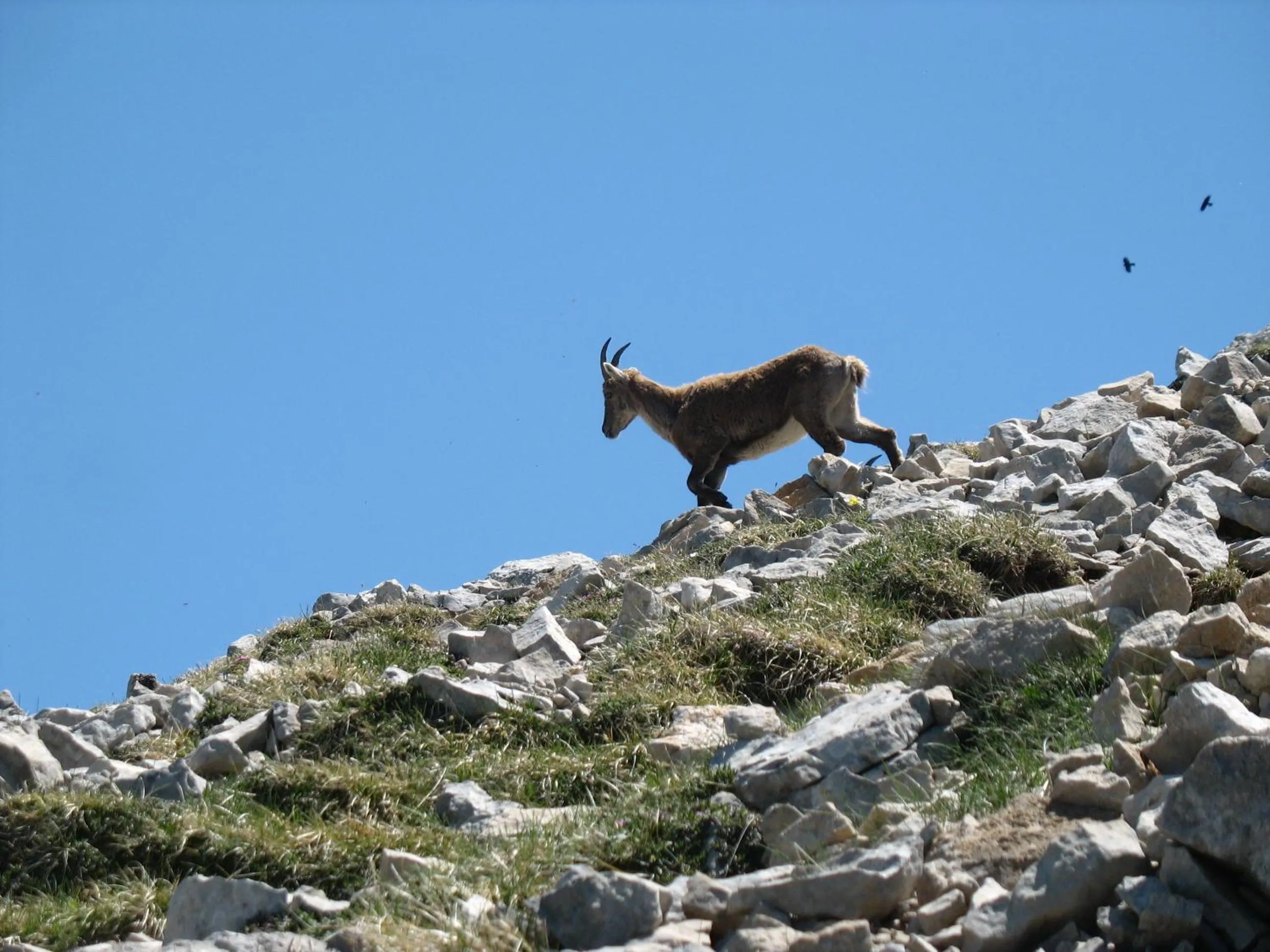 Animals in Gîte et Chambre D'hôte