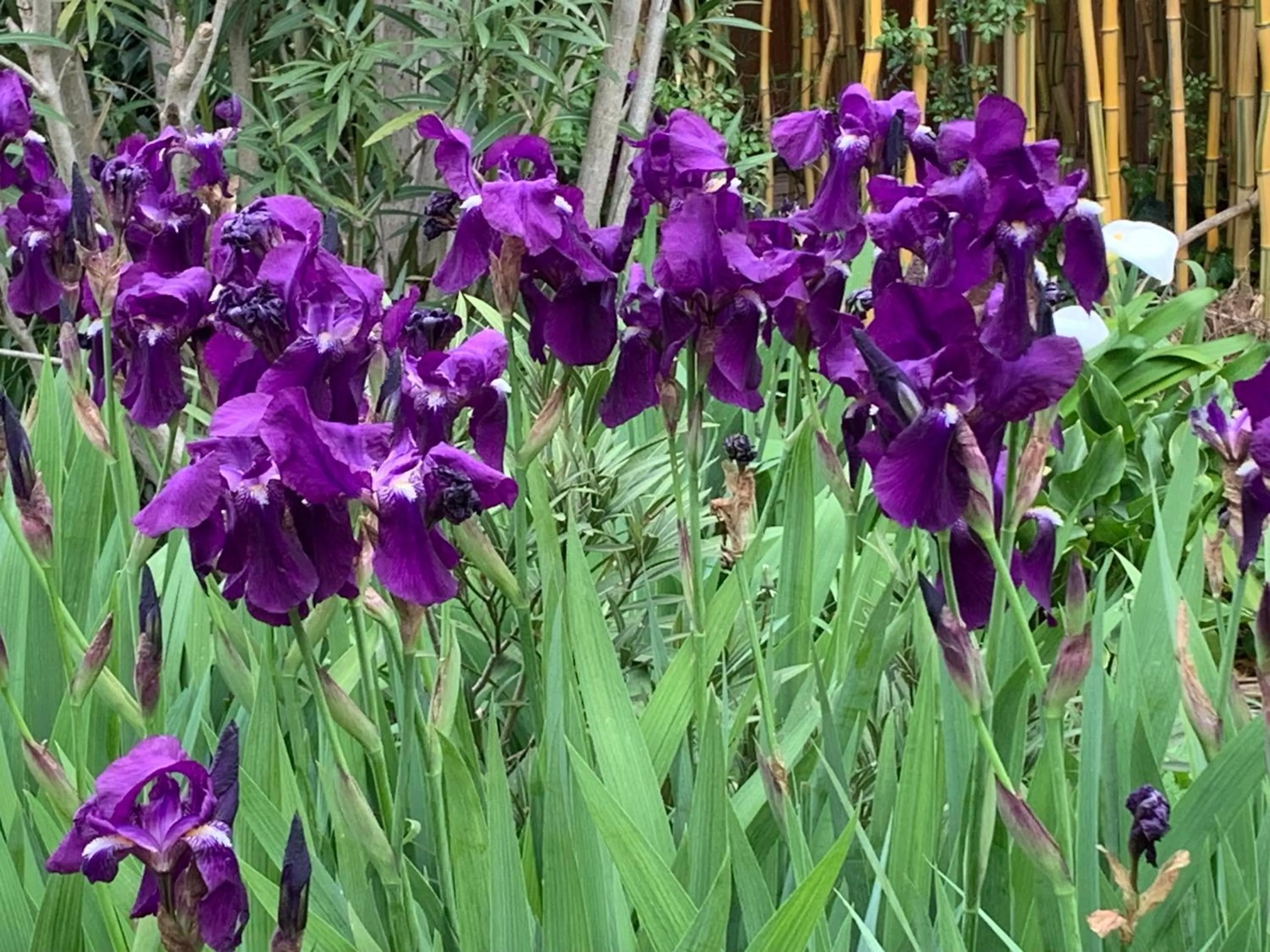 Un temps pour le rêve