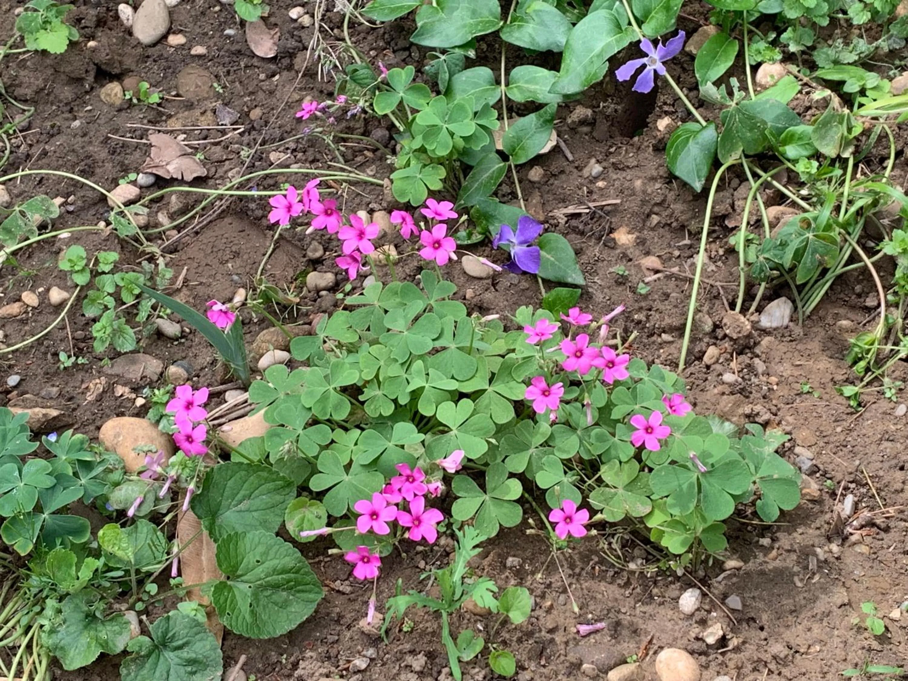 Un temps pour le rêve