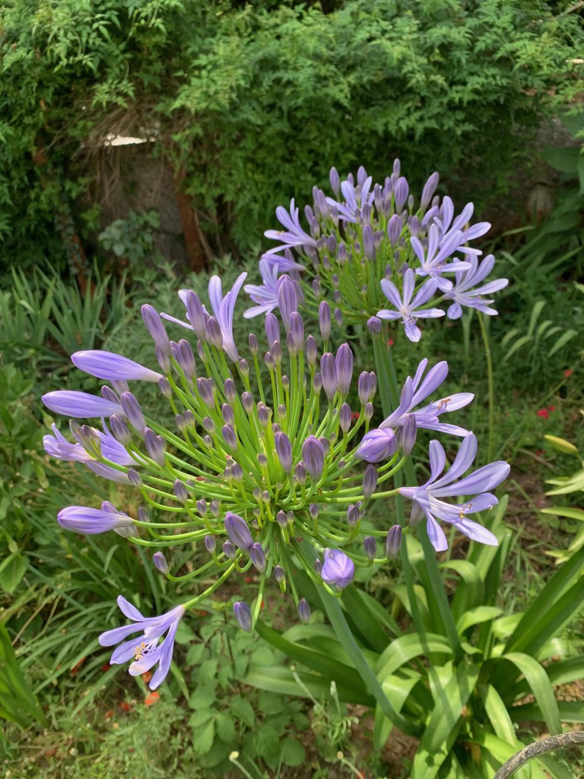 Un temps pour le rêve