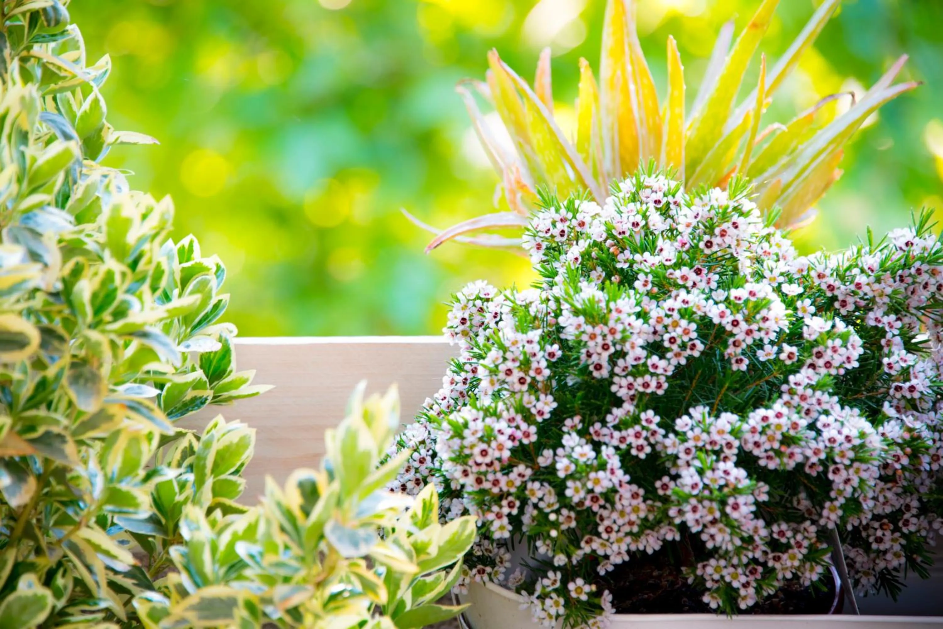 Balcony/Terrace in Casa Martini