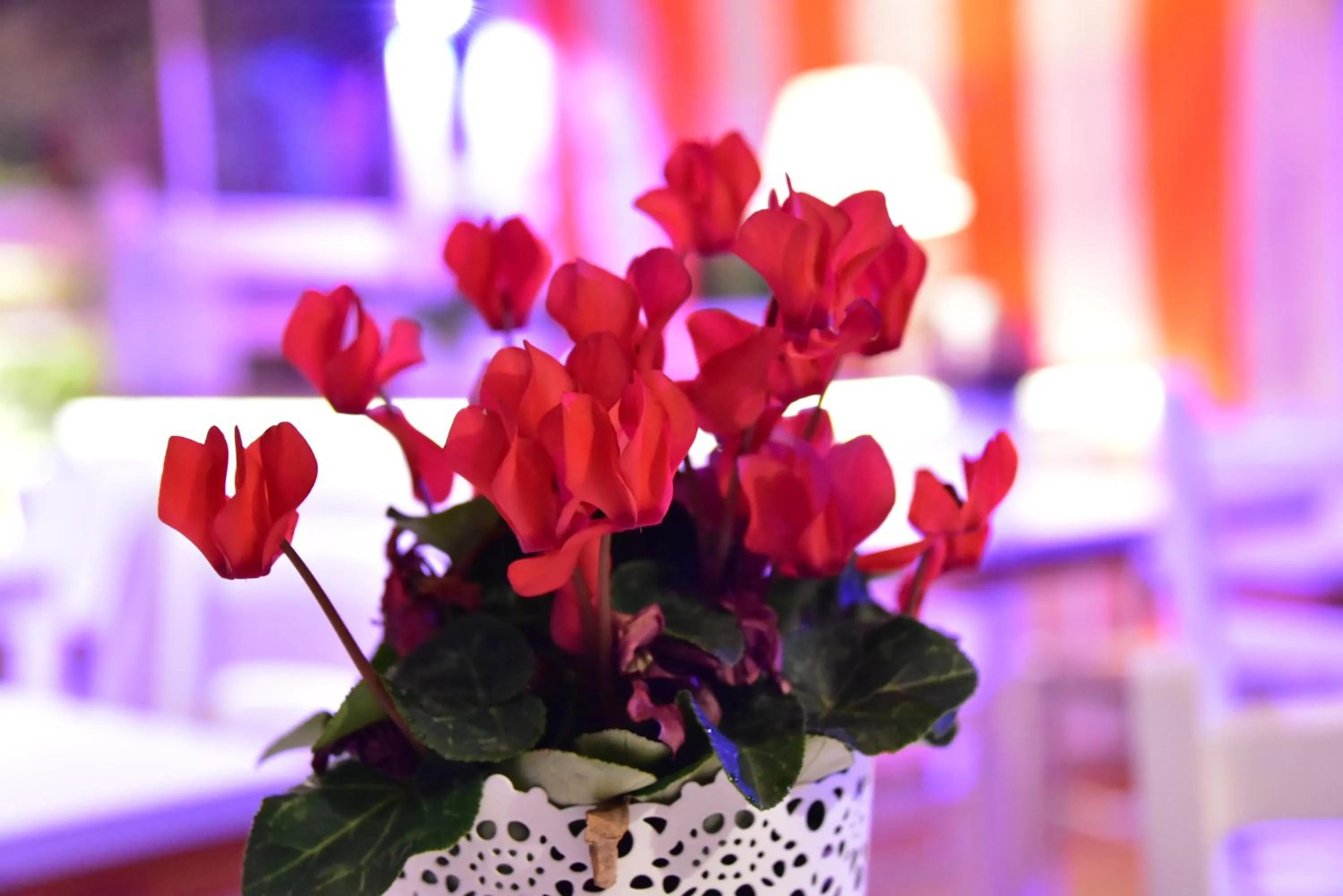 Balcony/Terrace in Casa Martini