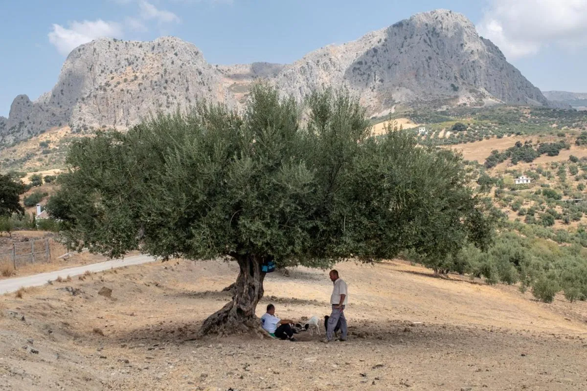 Deluxe Queen Room in Finca Gordo