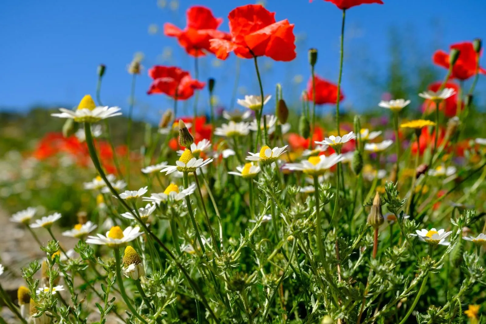 Area and facilities in Finca Gordo