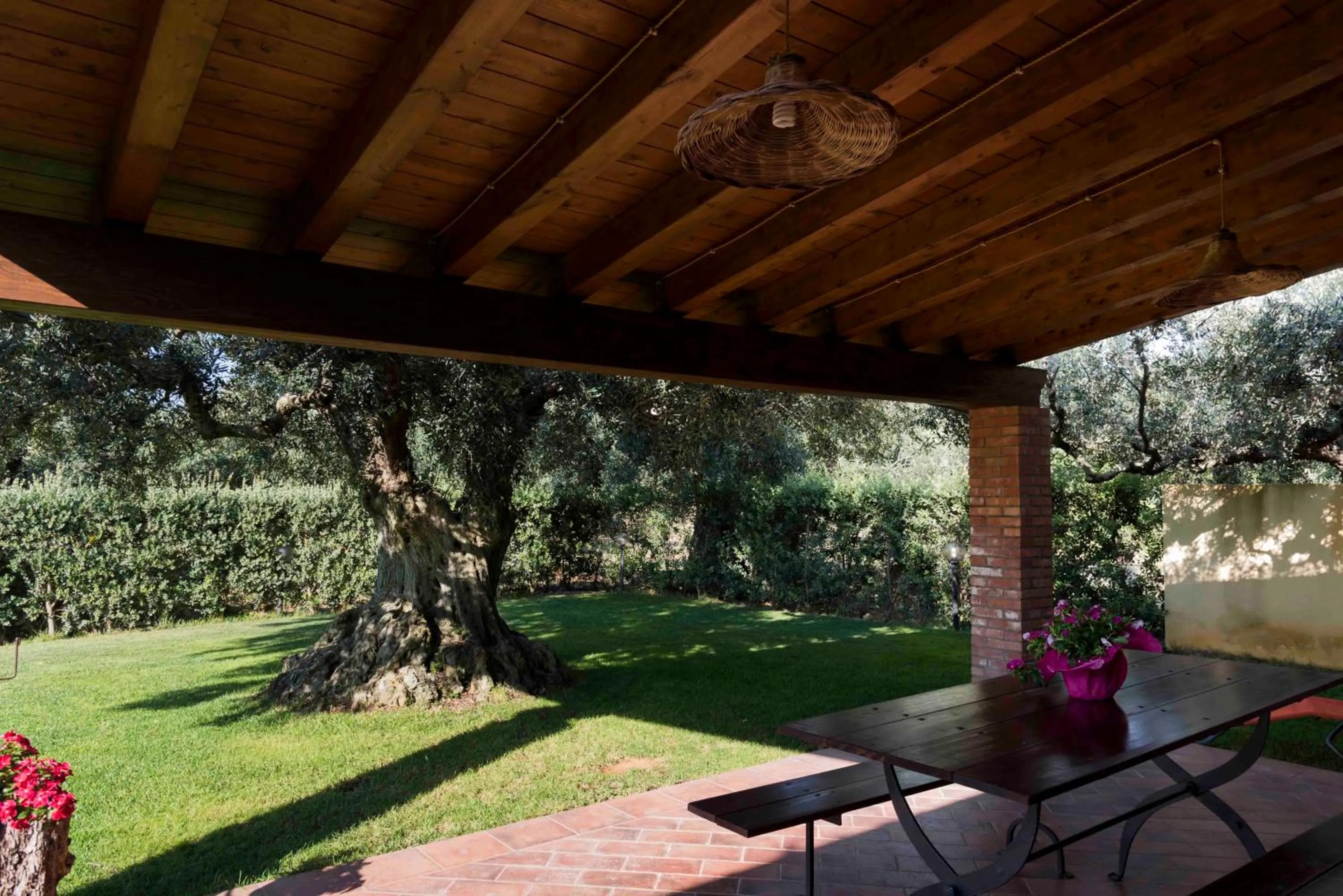 House surrounded by olive trees