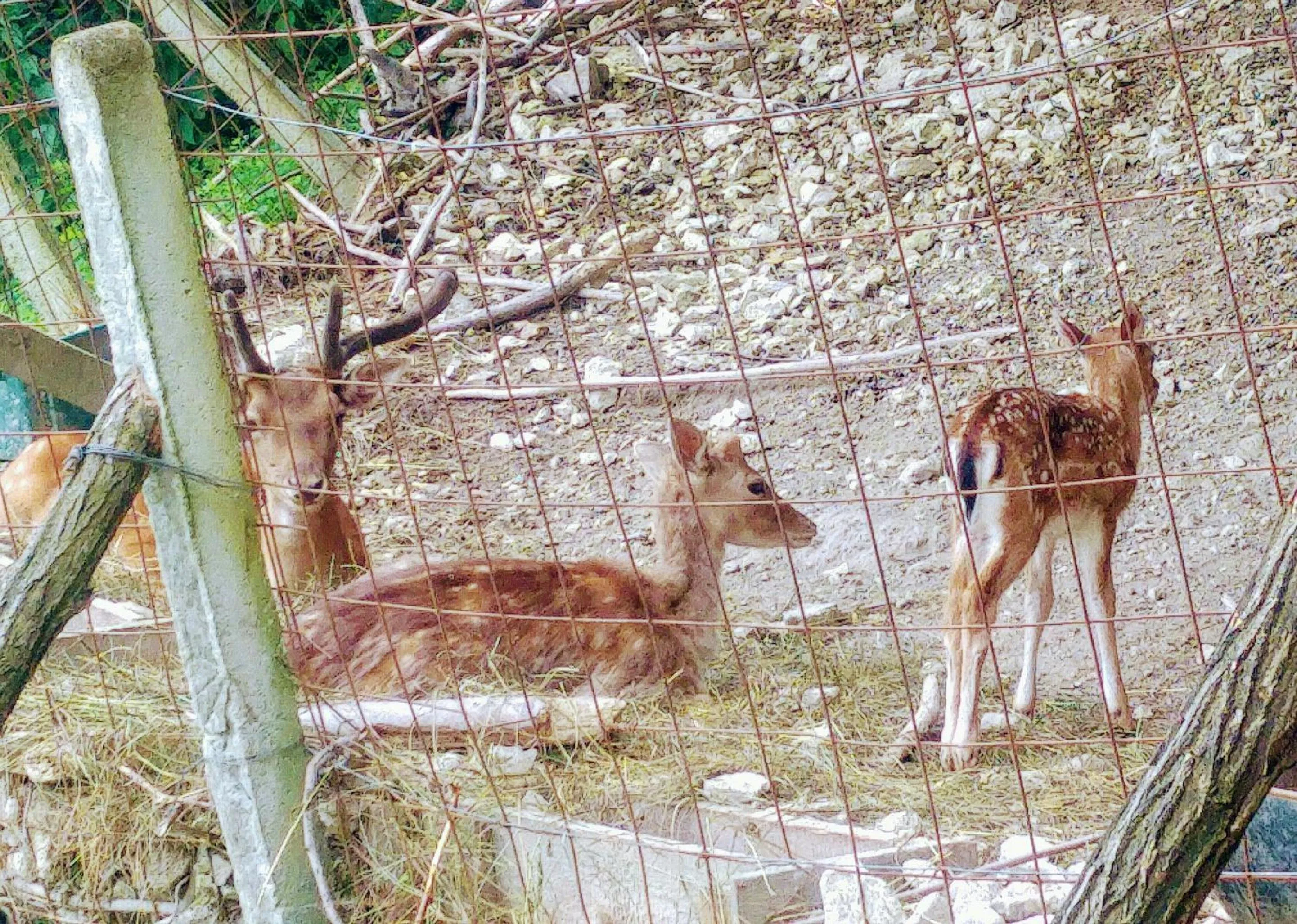 Animals in Hotel Hunor