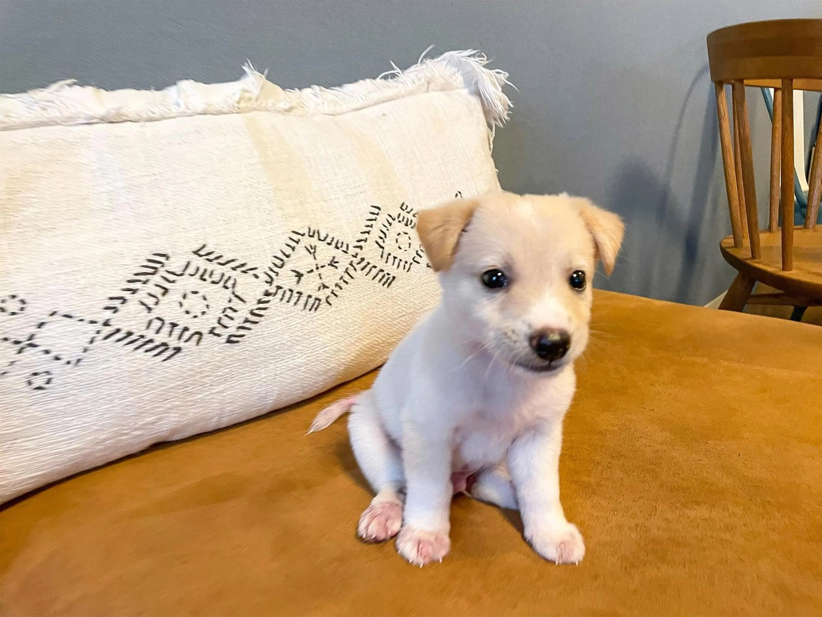 Pets in Guesthouse Koa