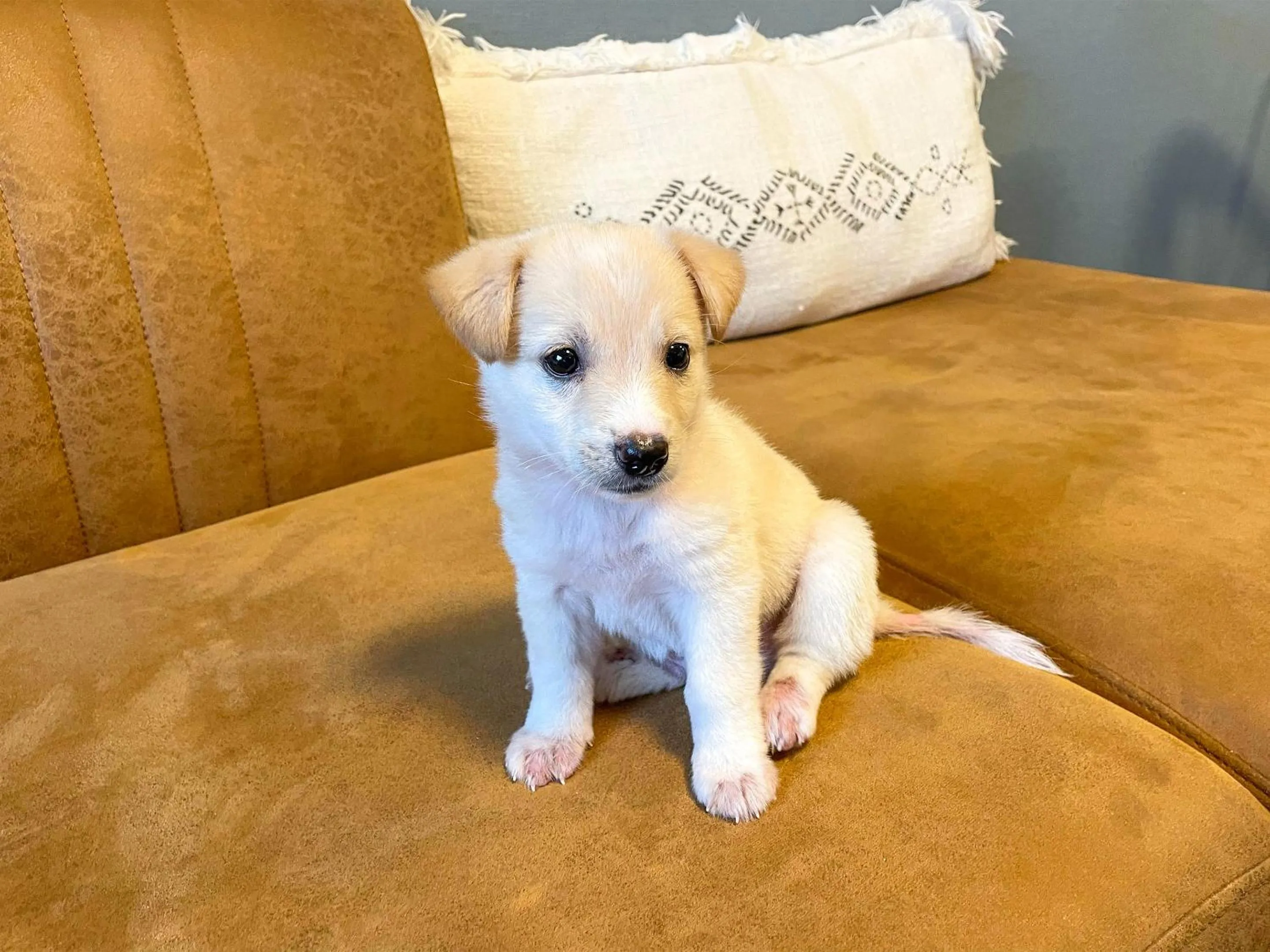 Pets in Guesthouse Koa