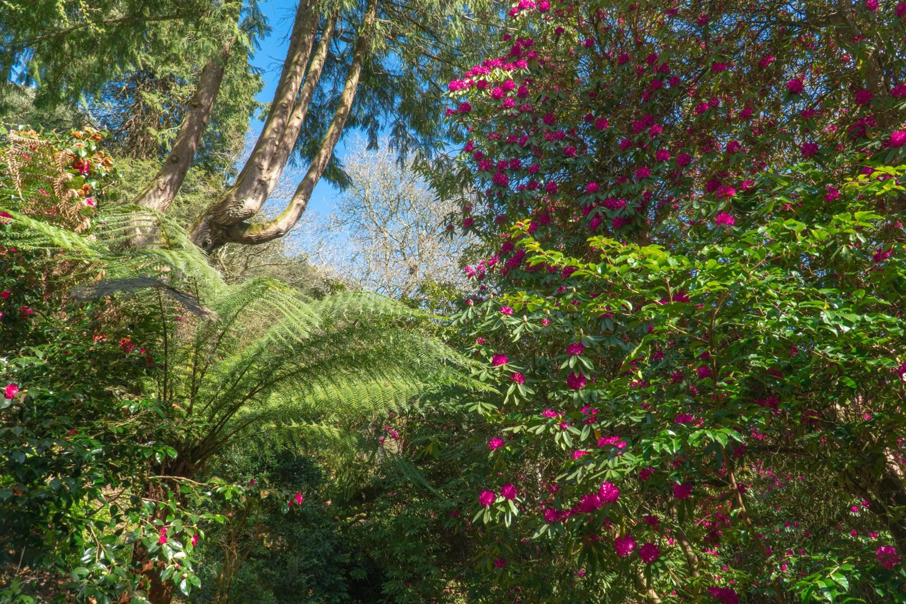 Natural landscape in Hotel Meudon