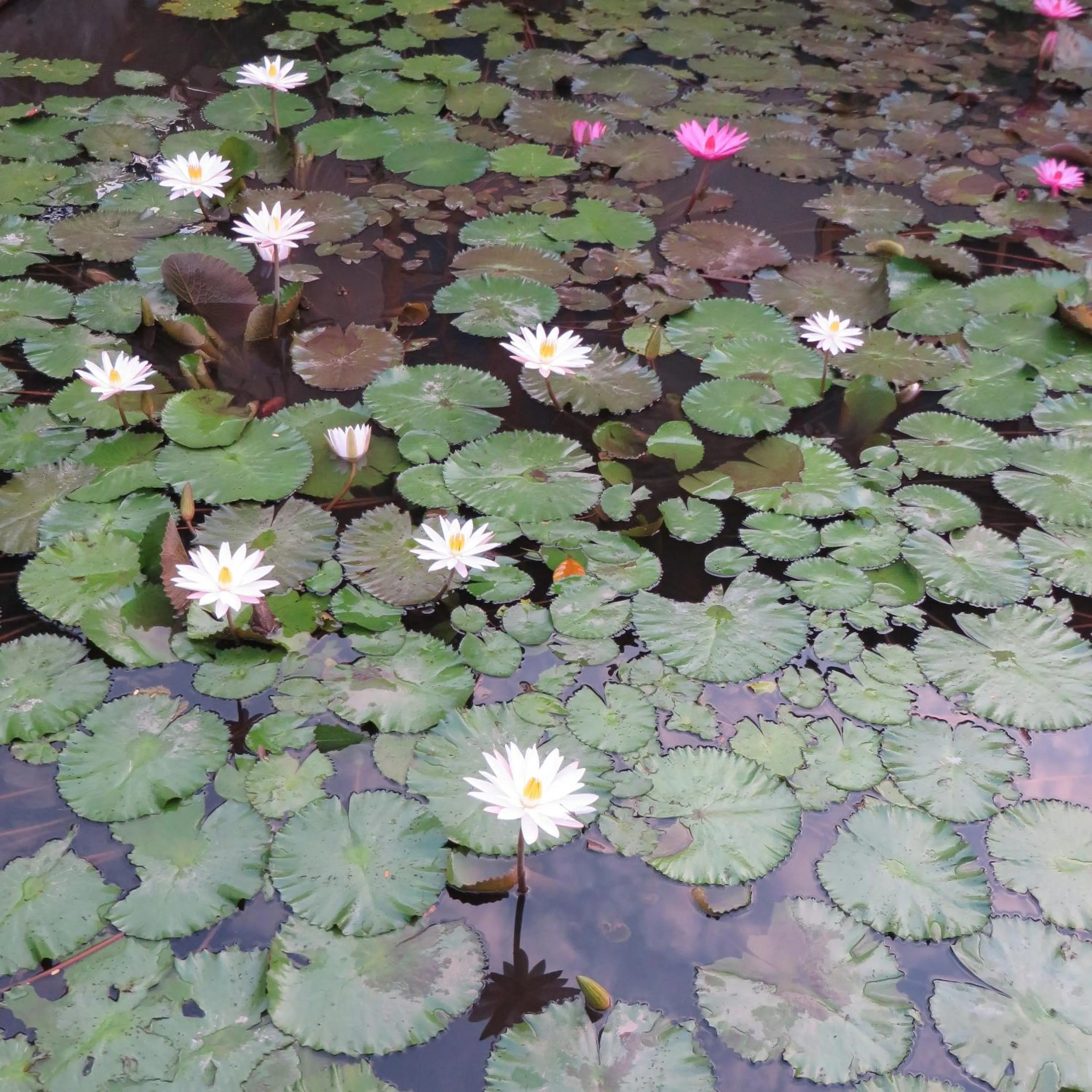Garden in Aashaya Jasri Resort