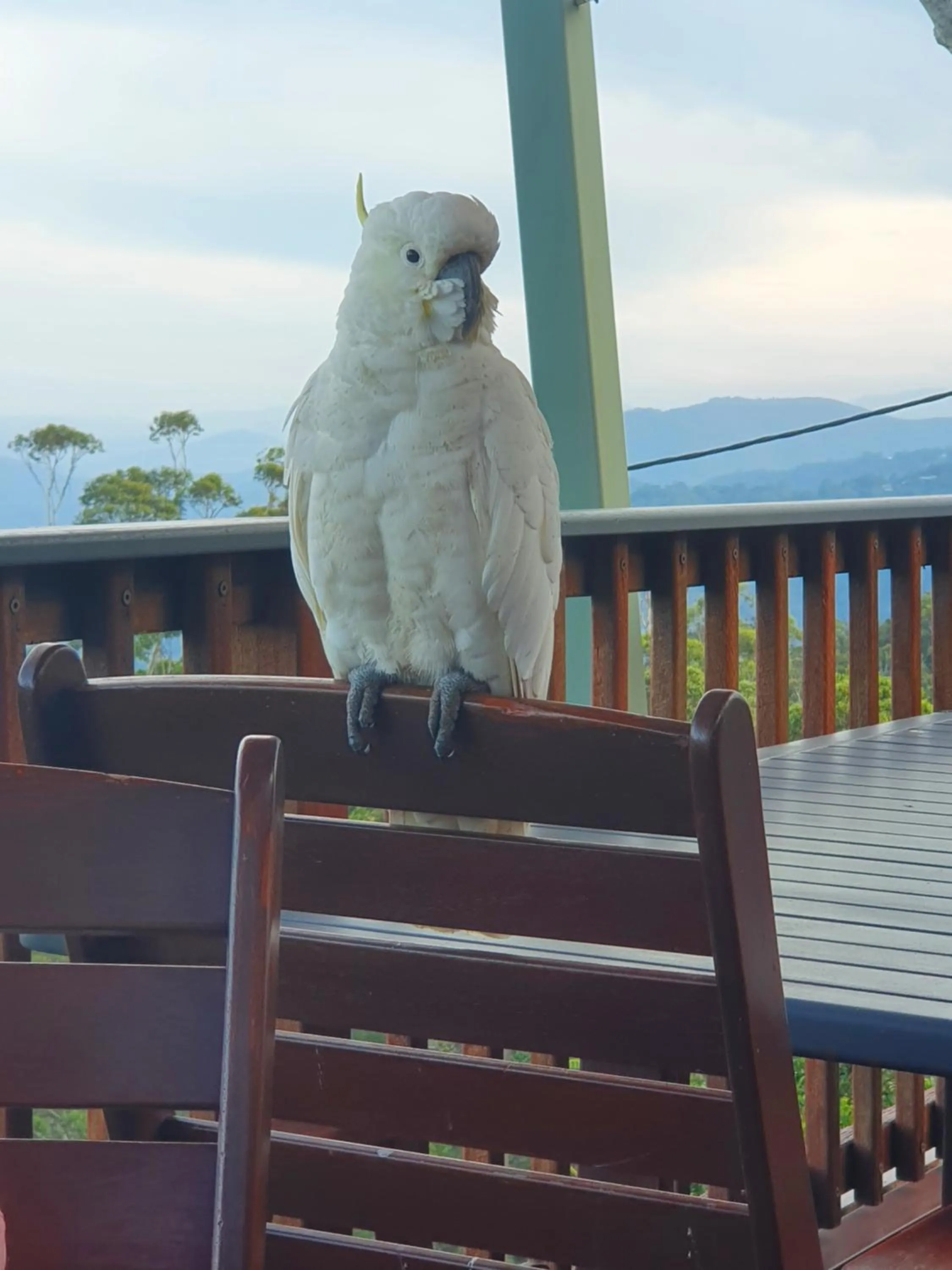 Tamborine Mountain Bed and Breakfast