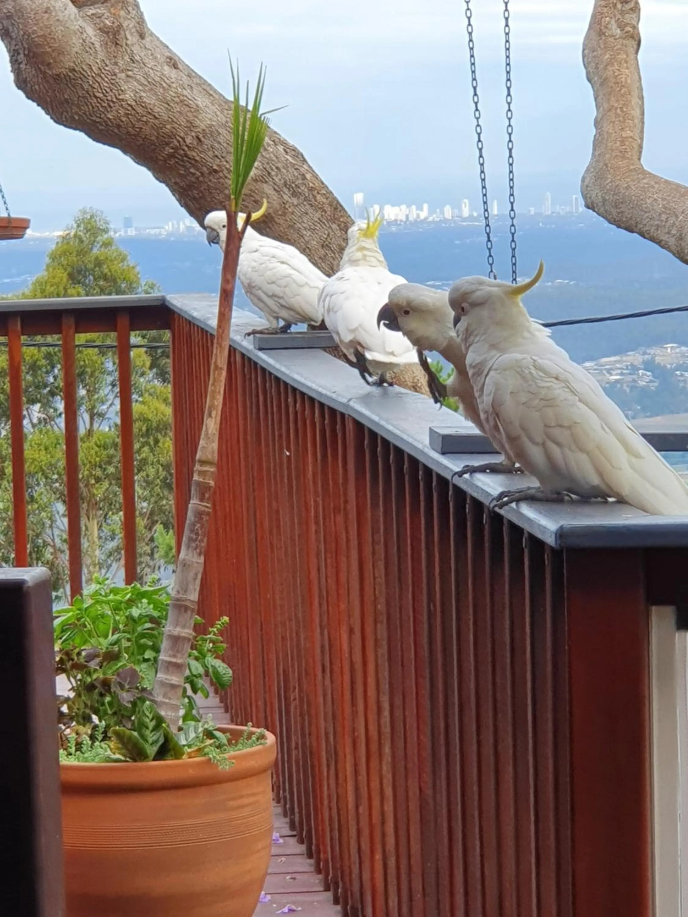 Bird's eye view in Tamborine Mountain Bed and Breakfast