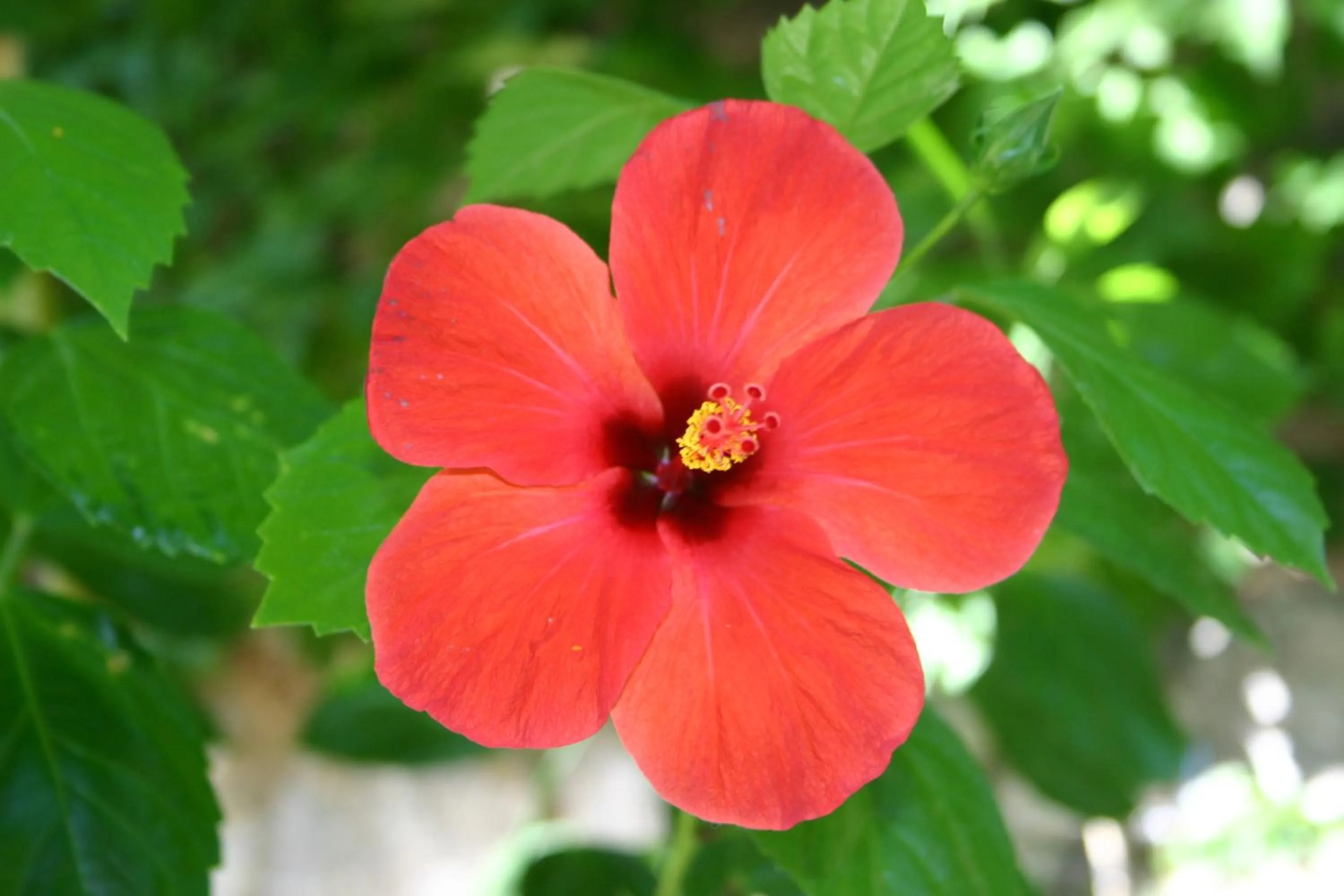 Garden in Petunya Konak Boutique Hotel
