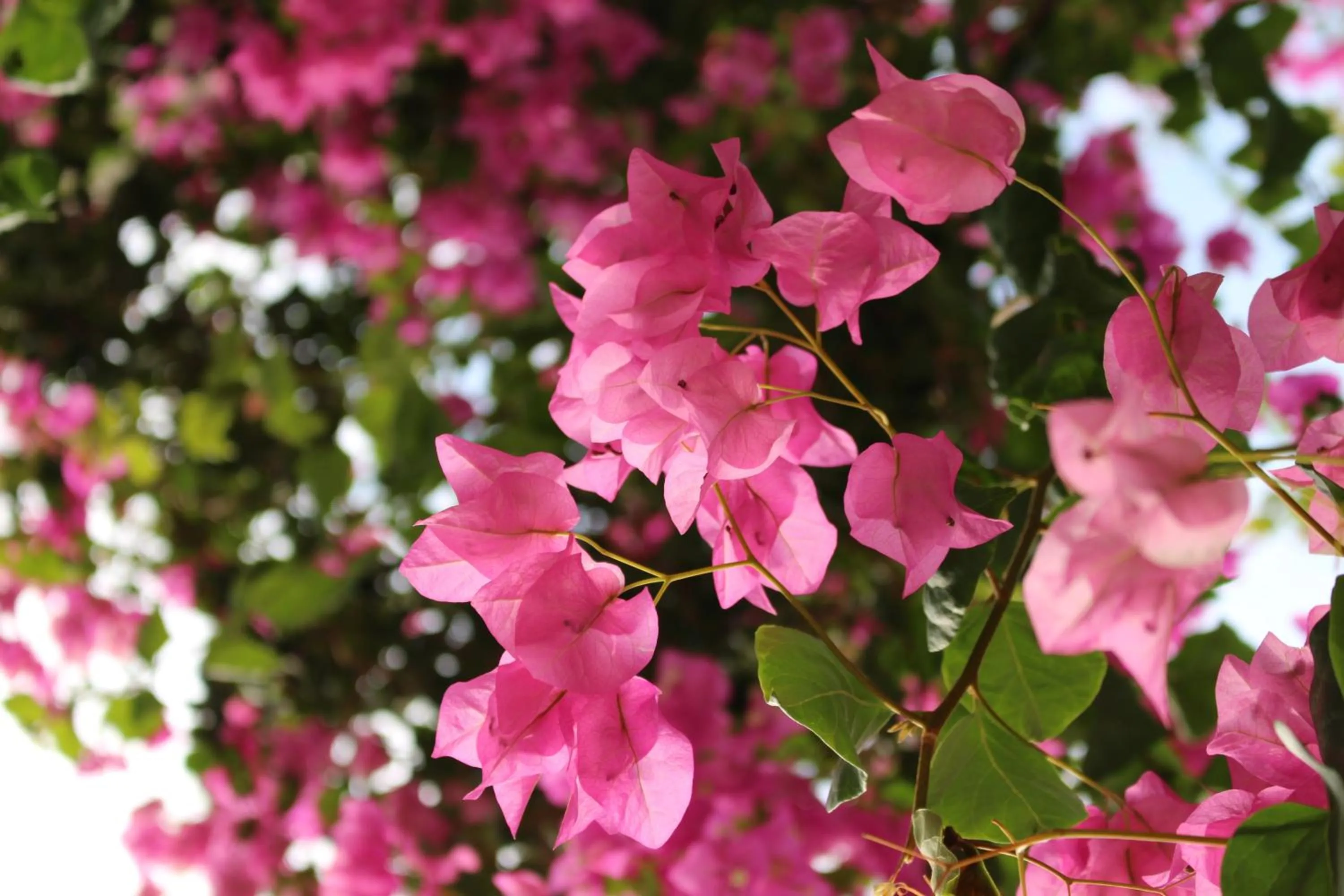 Garden in Petunya Konak Boutique Hotel