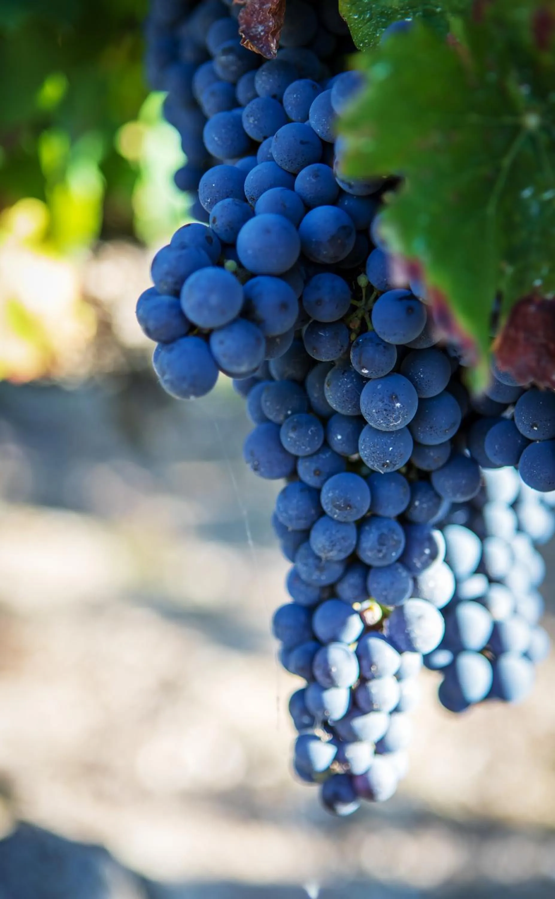 View (from property/room) in Vignoble Château Piéguë - winery