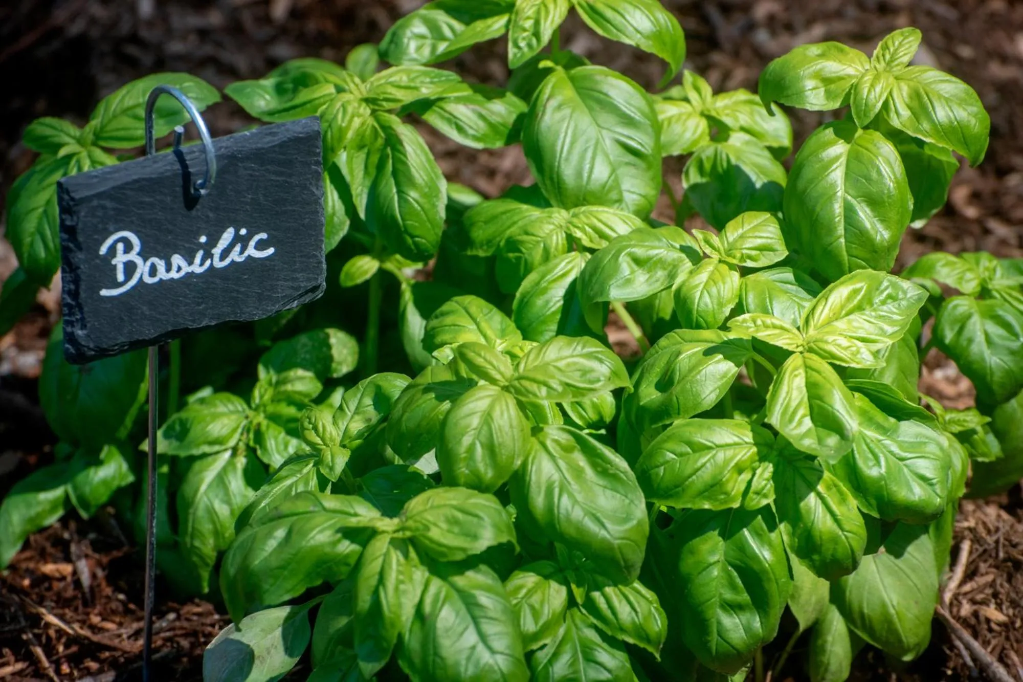 Garden in Hotel Les Messugues