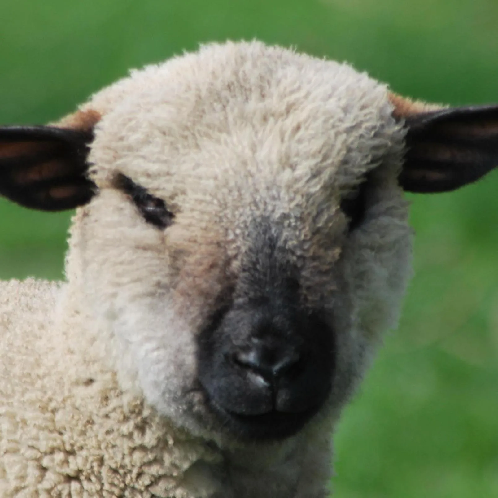 Animals in De Zonnebrug Dijkhoeve