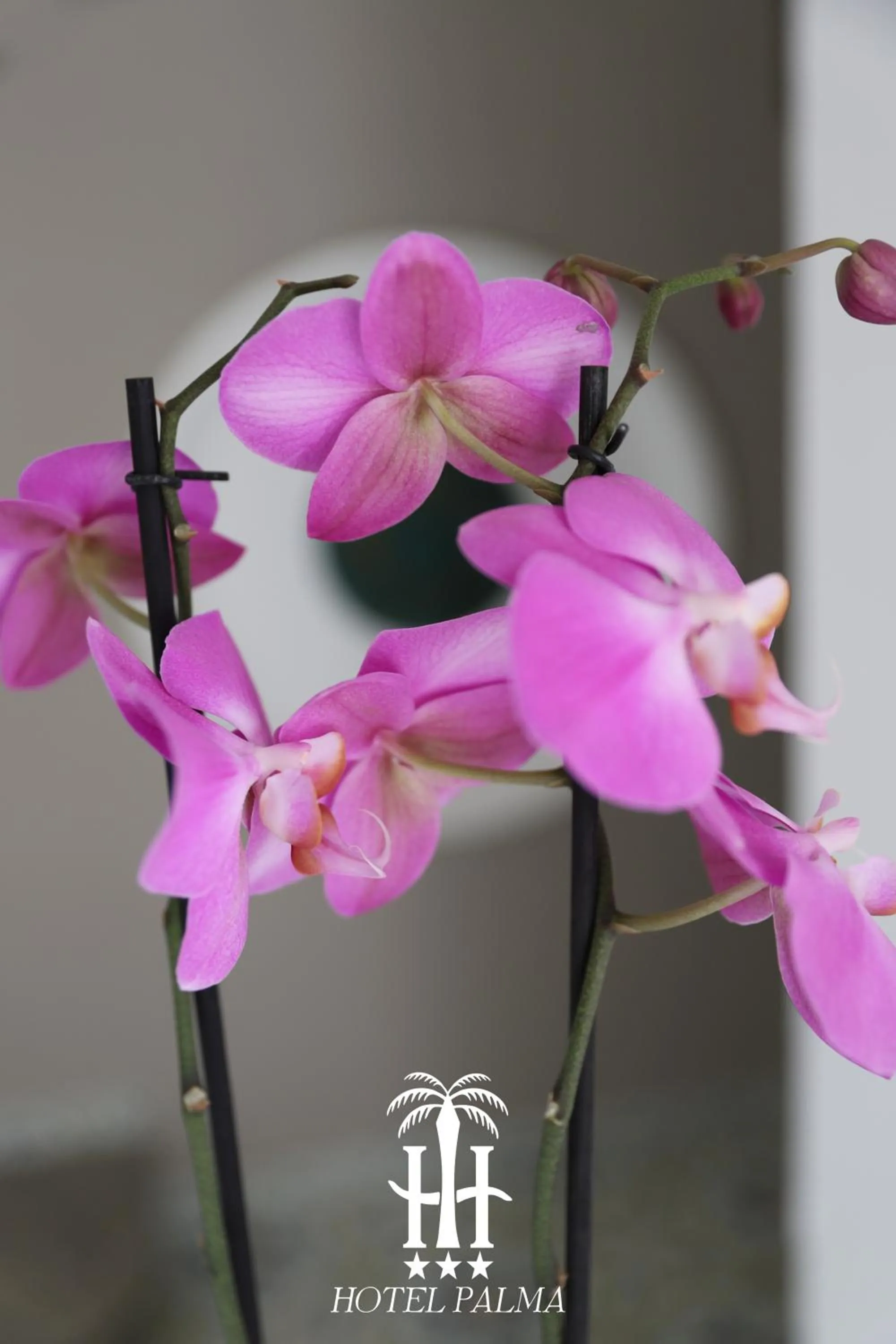 Breakfast in Hotel Palma