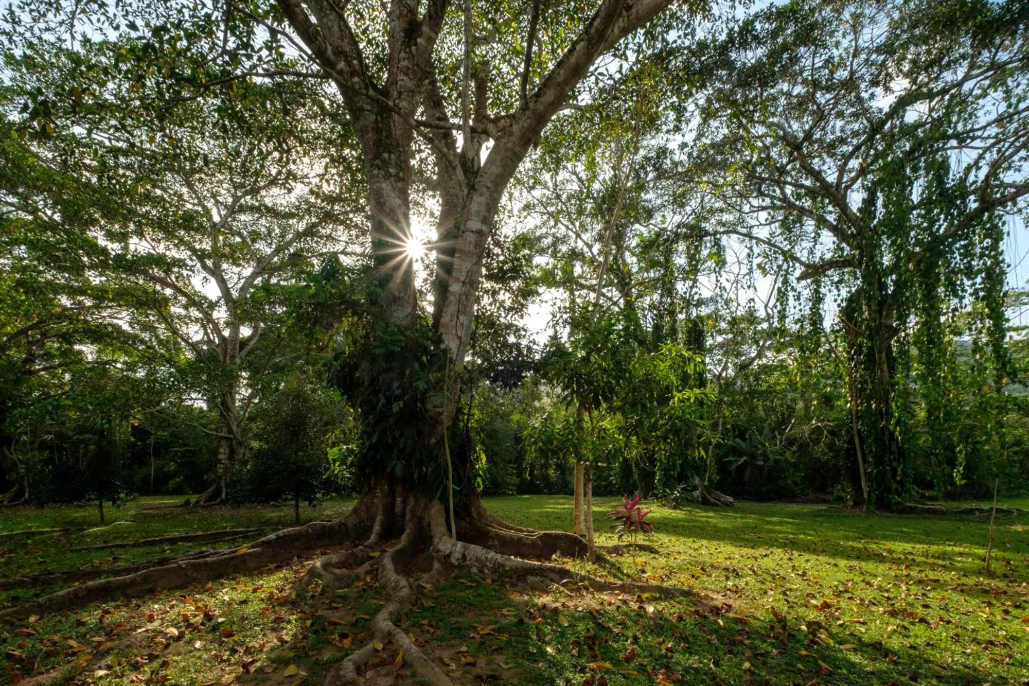 Area and facilities in Bocawina Rainforest Resort