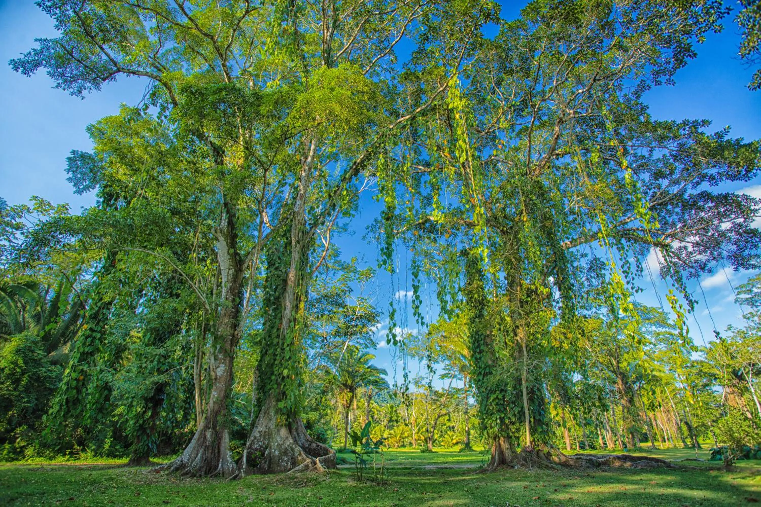 Garden in Bocawina Rainforest Resort
