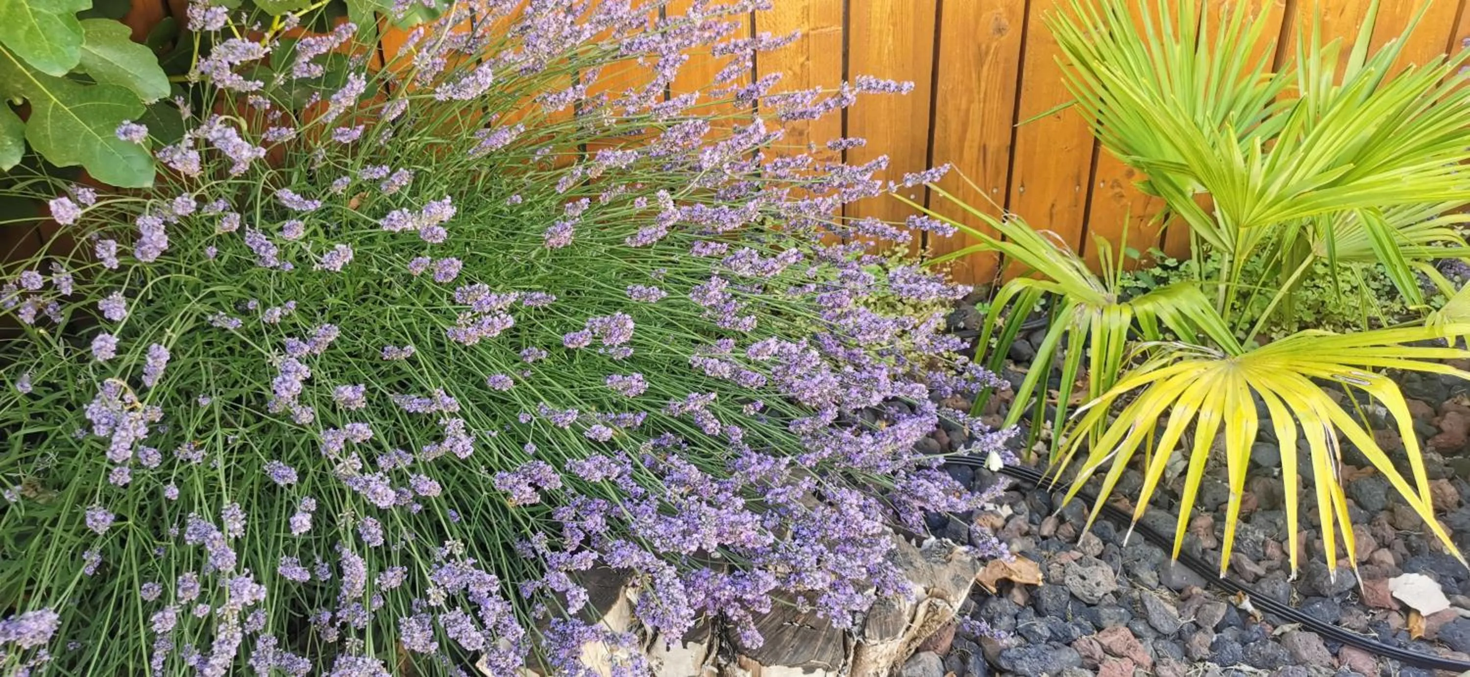 Garden in Hôtel Le Mas Des Amandiers