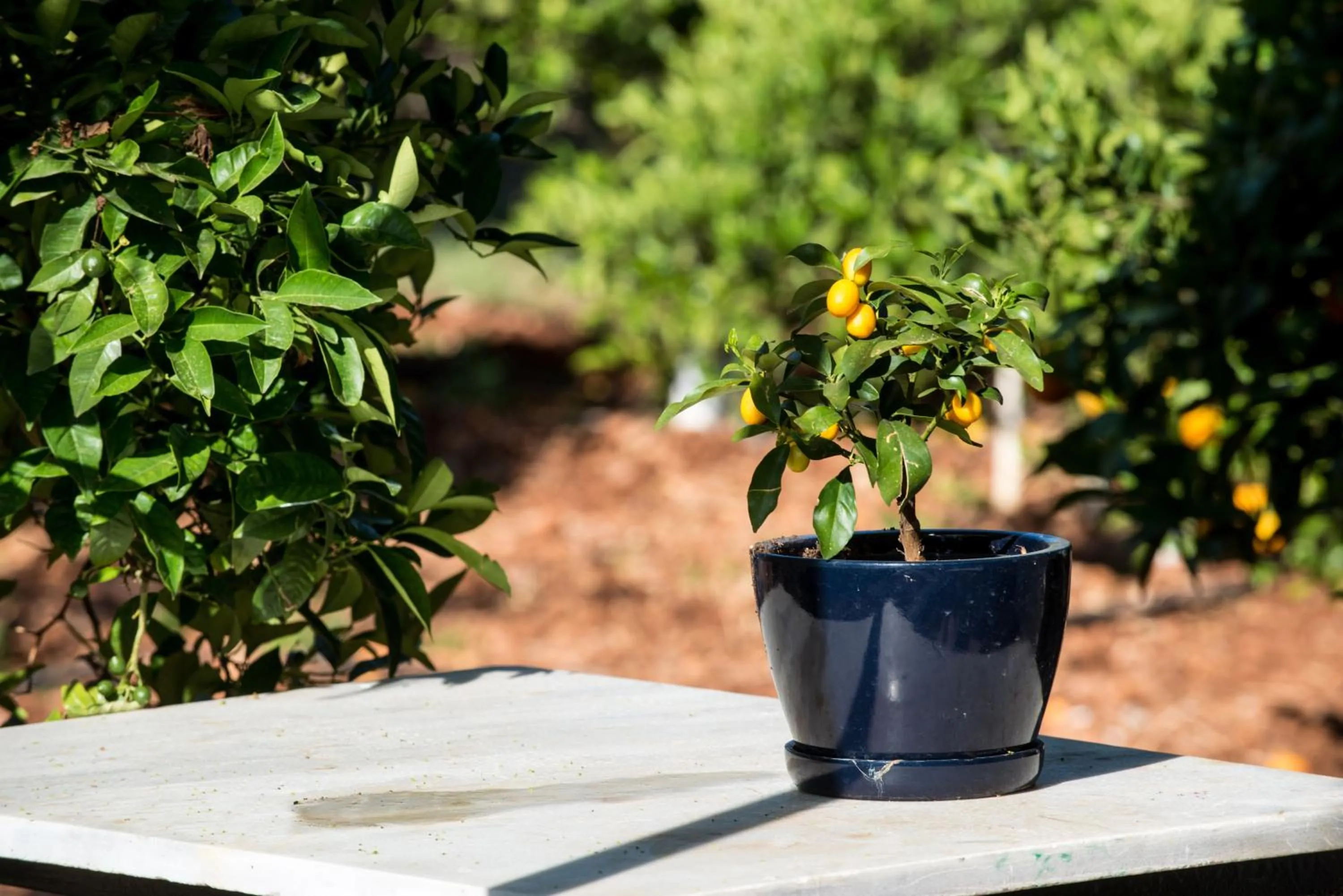 Garden in Kristalli Hotel Apartments