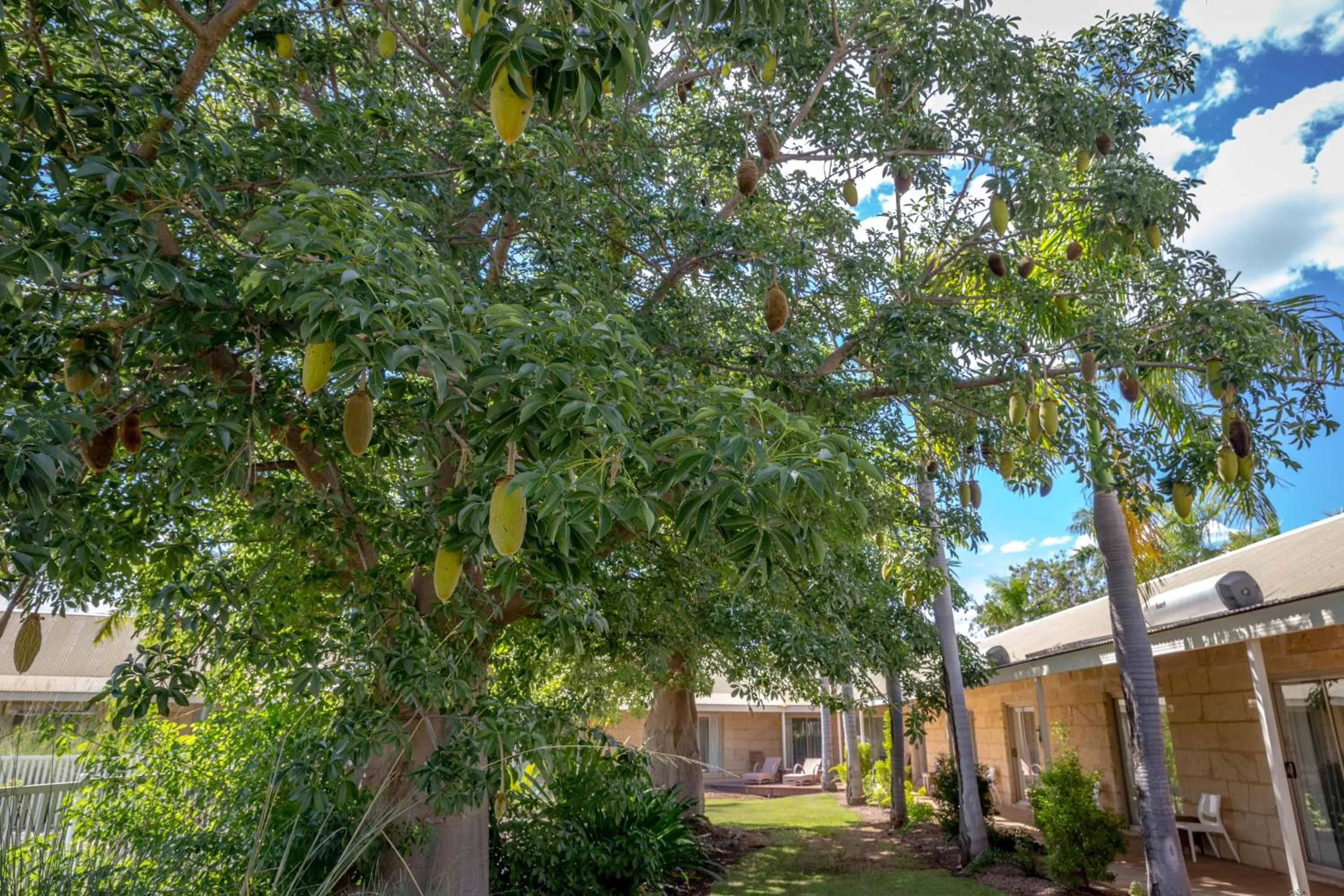 Garden view in The Kimberley Grande Resort