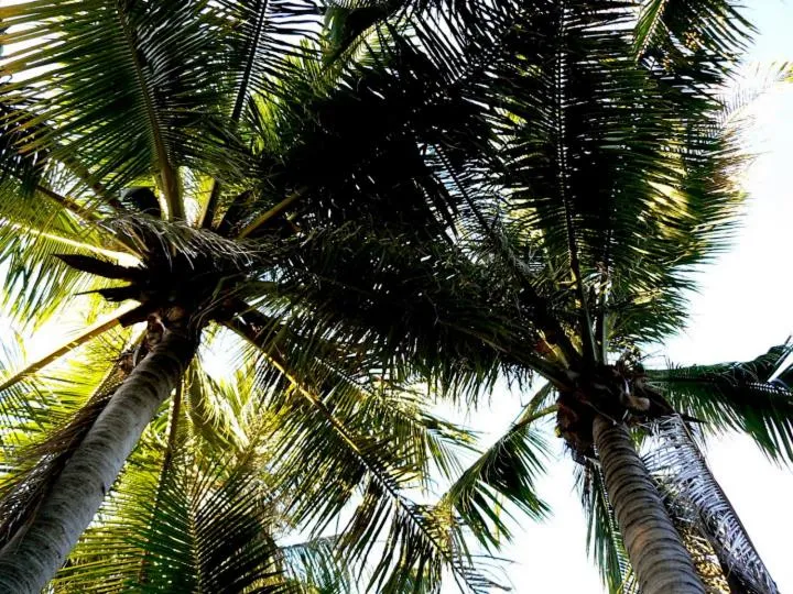 Garden in Pinctada McAlpine House