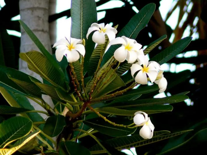 Garden in Pinctada McAlpine House