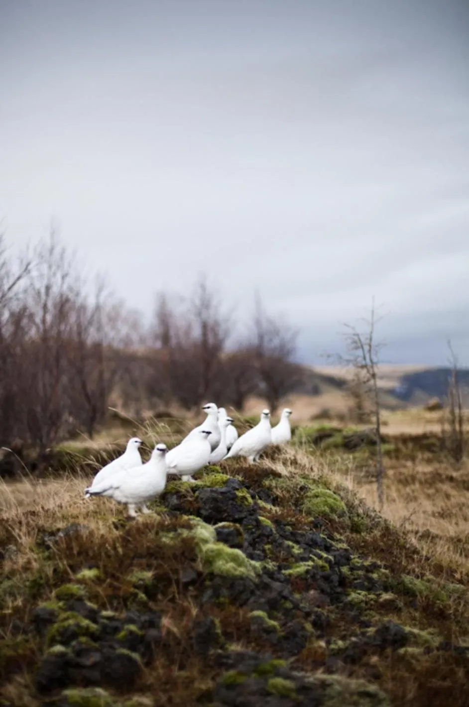 Natural landscape in Guesthouse Storu-Laugar