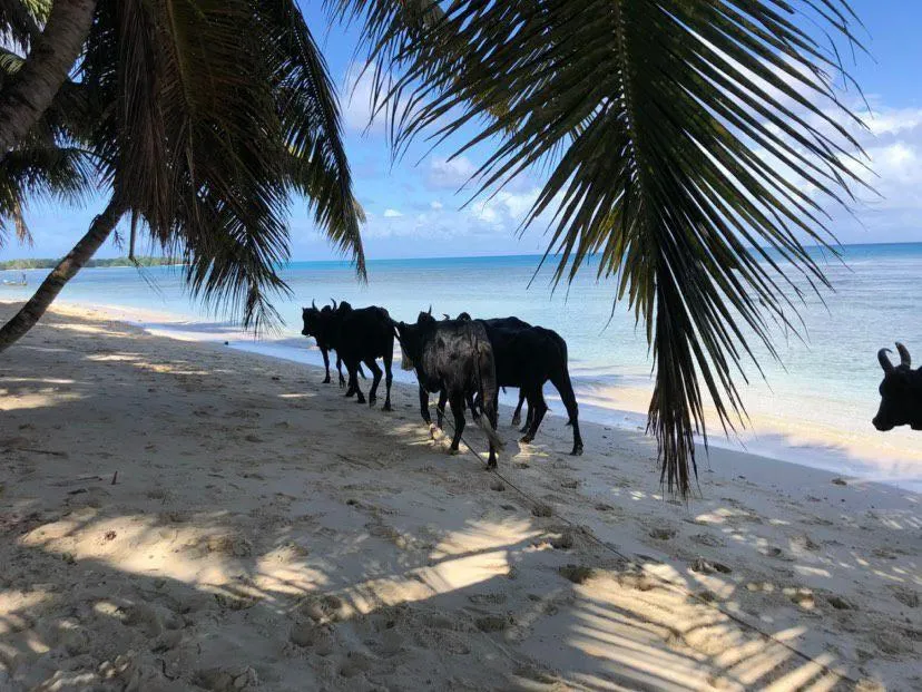 Beach in Hotel ECOLODGE LE RAVORAHA