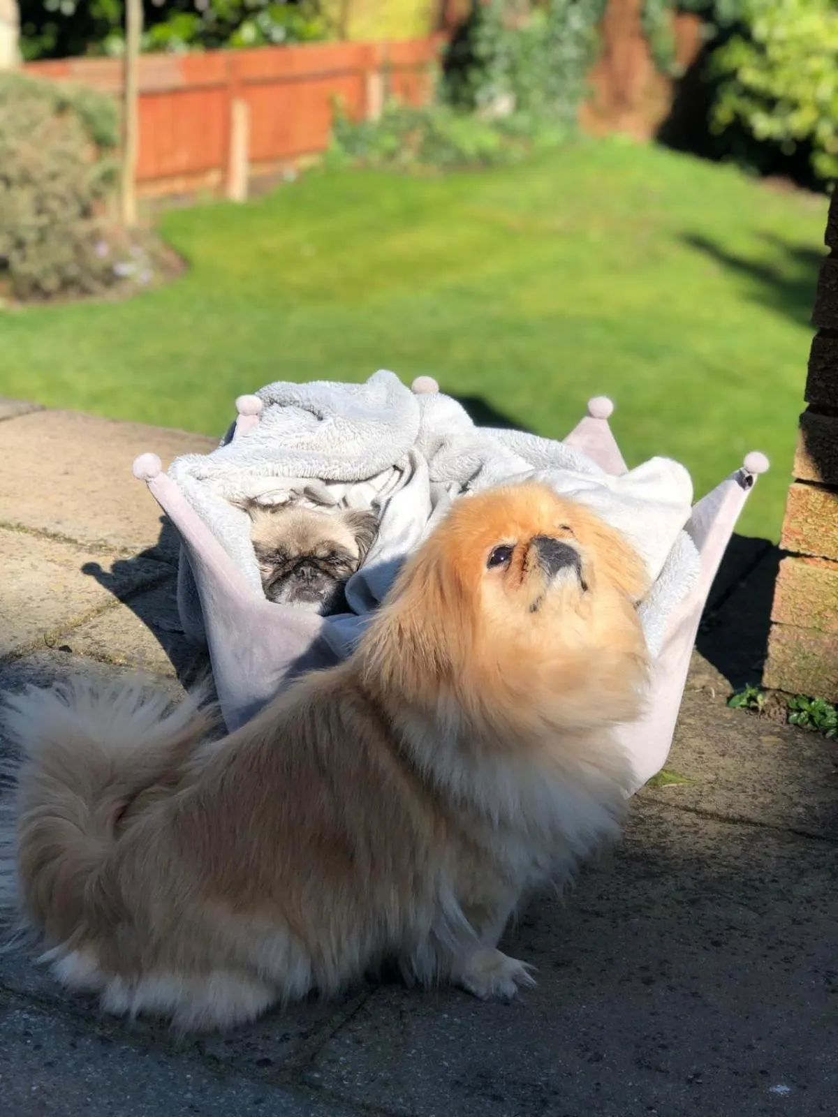 Pets in Westbourne Lodge Birmingham