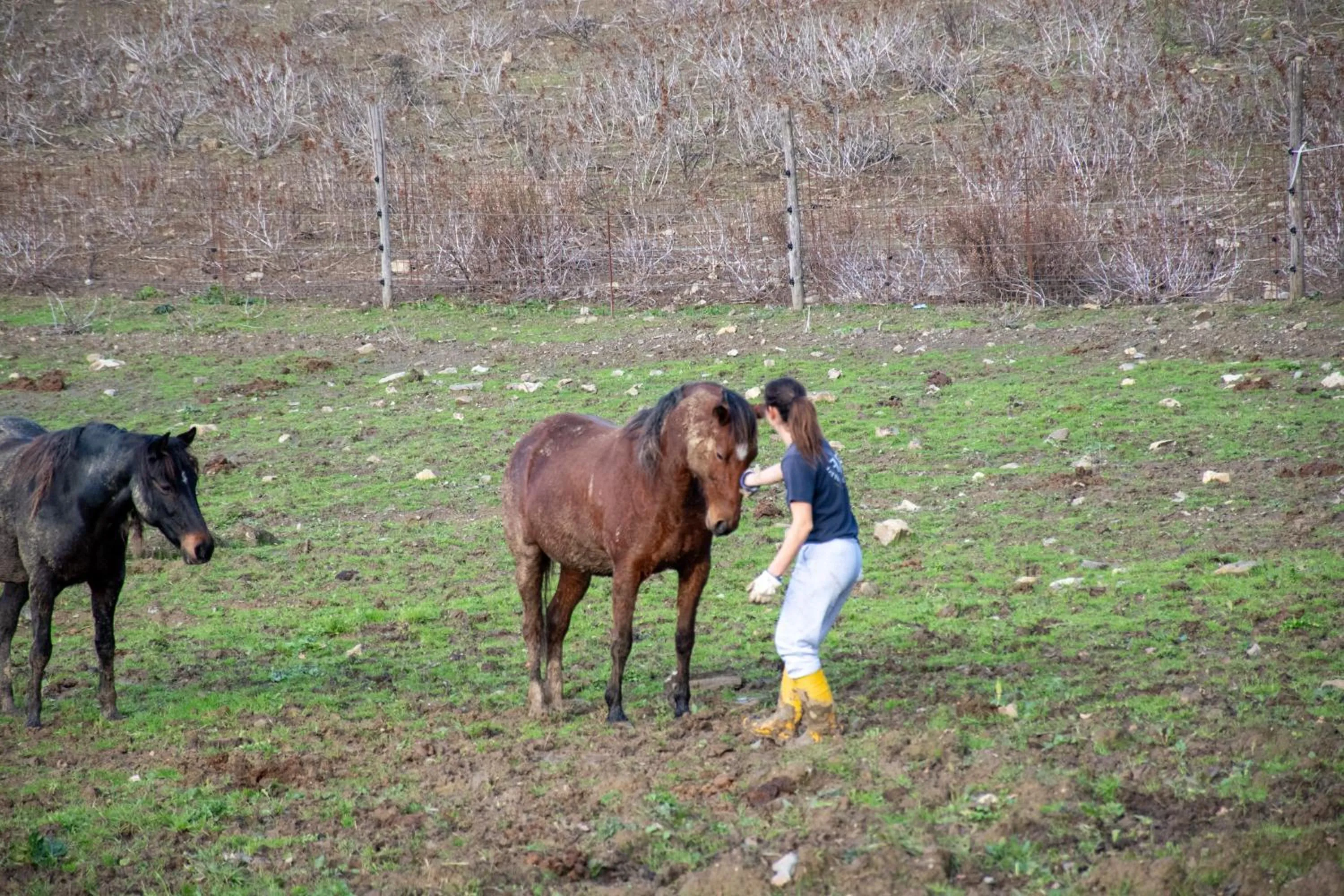 Animals in Fattoria di Maiano