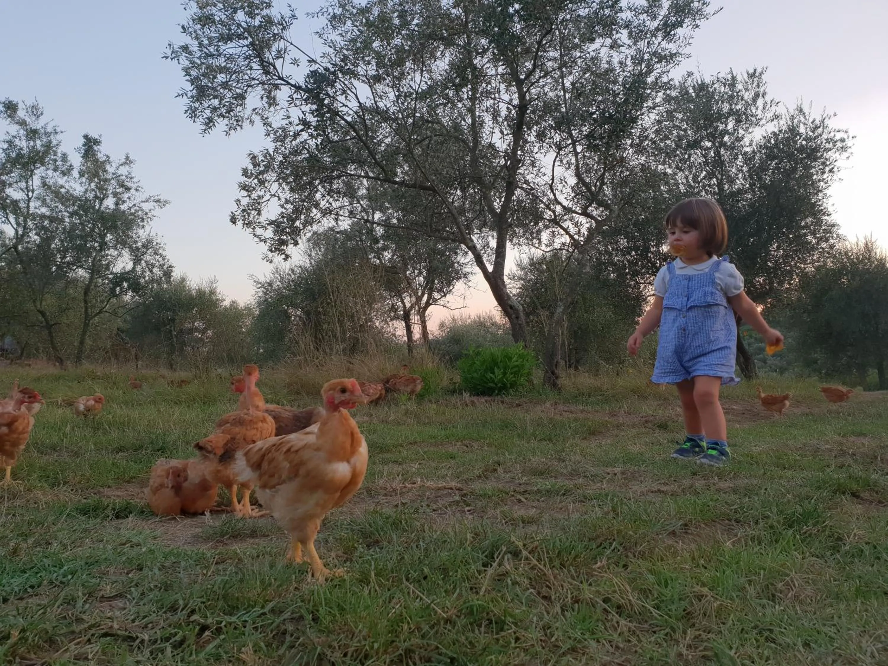 Activities in Fattoria di Maiano