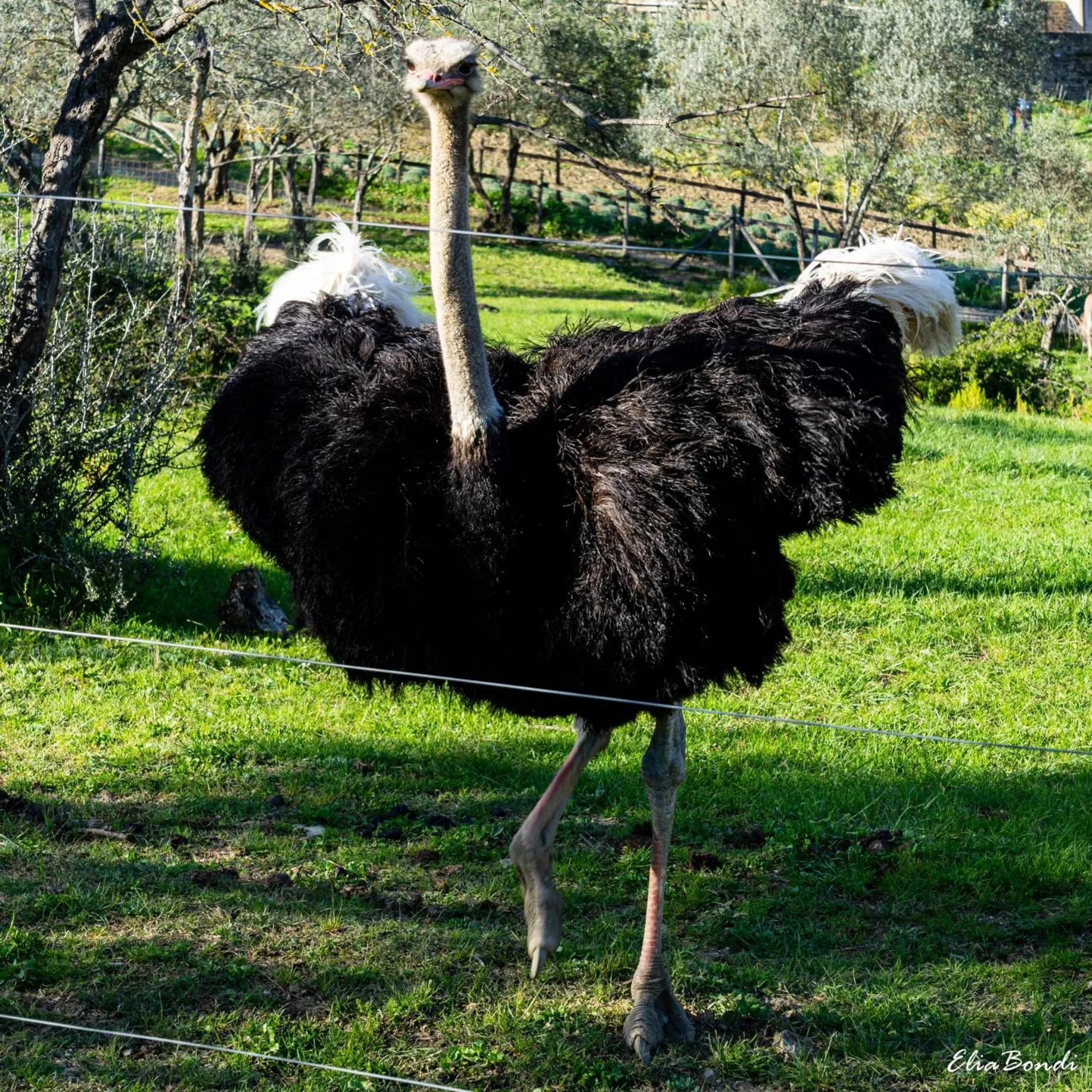 Animals in Fattoria di Maiano