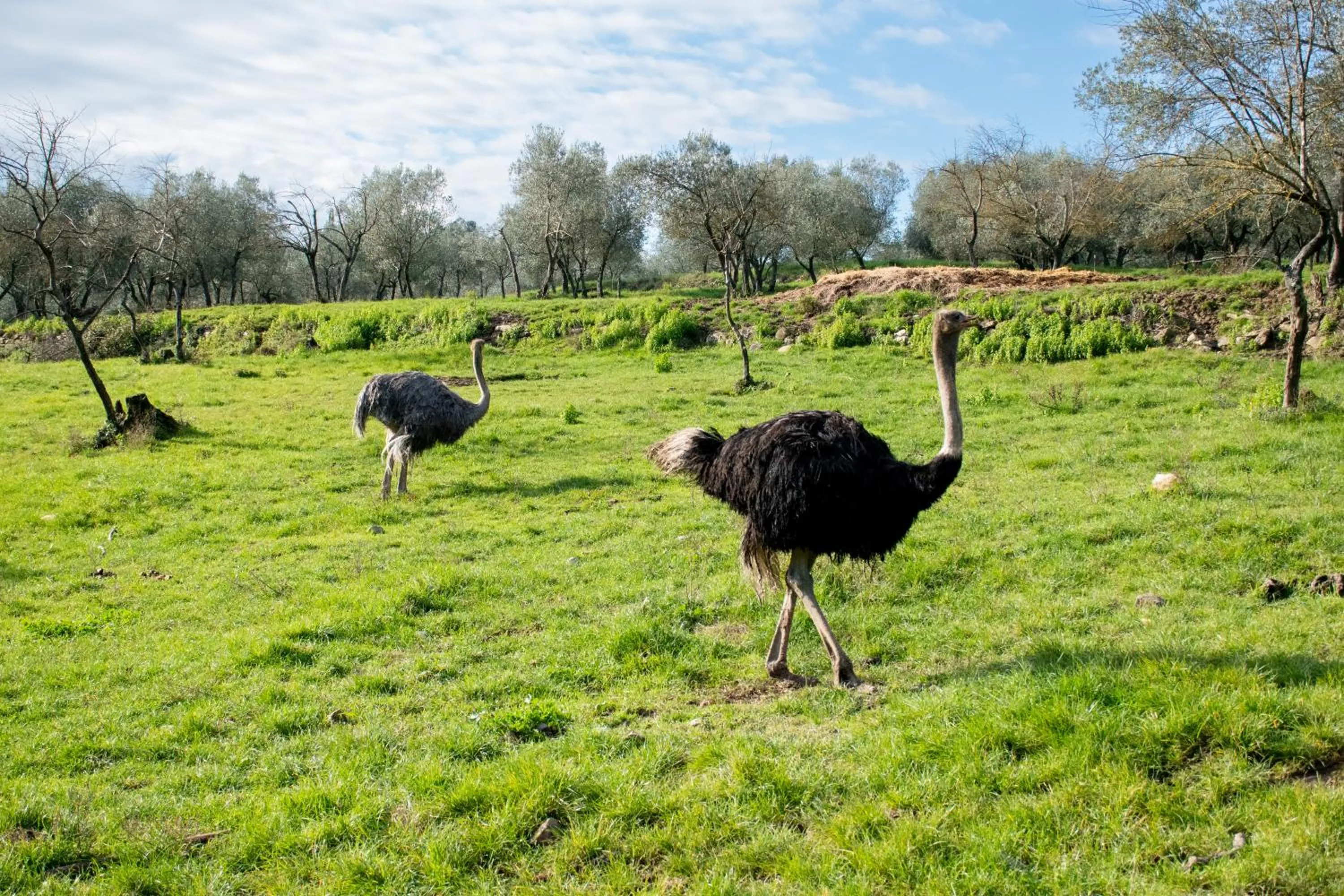 Animals in Fattoria di Maiano